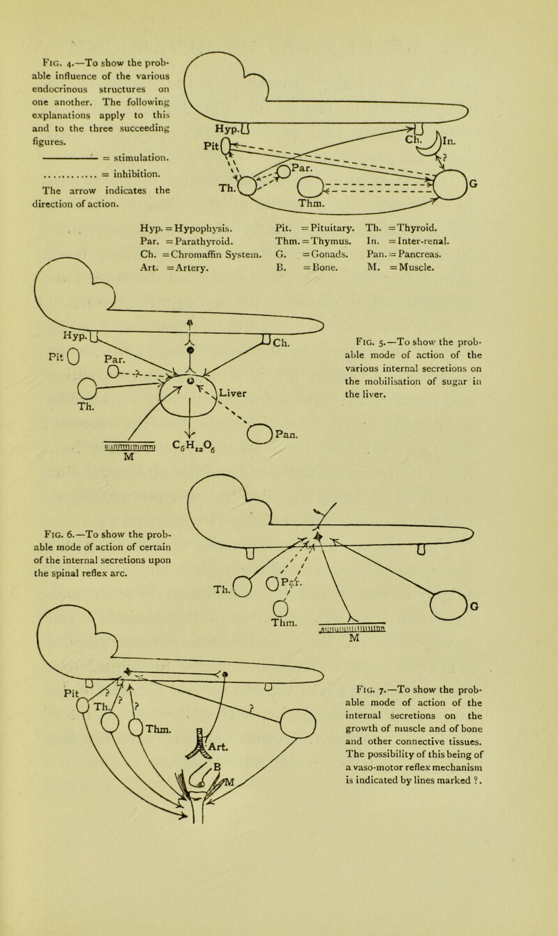 Fig. 4.—To show the prob- able influence of the various endocrinous structures on one another. The following explanations apply to this and to the three succeeding figures. ' ' = stimulation. = inhibition. The arrow indicates the direction of action. Hyp. = Hypophysis. Par. = Parathyroid. Ch. = Chromaffin System. Art. = Artery. Pit. = Pituitary. Th. = Thyroid. Thm. =Thymus. In. = Inter-renal. G. = Gonads. Pan. = Pancreas. B. =Bone. M. = Muscle. Ch. Fig. 5.—To show the prob- able mode of action of the various internal secretions on the mobilisation of sugar in the liver. Pan. Fig. 6.—To show the prob- able mode of action of certain of the internal secretions upon the spinal reflex arc. n'luiiiiinliH'niinn M Fig. 7.—To show the prob- able mode of action of the internal secretions on the growth of muscle and of bone and other connective tissues. The possibility of this being of a vaso-motor reflex mechanism is indicated by lines marked ?.
