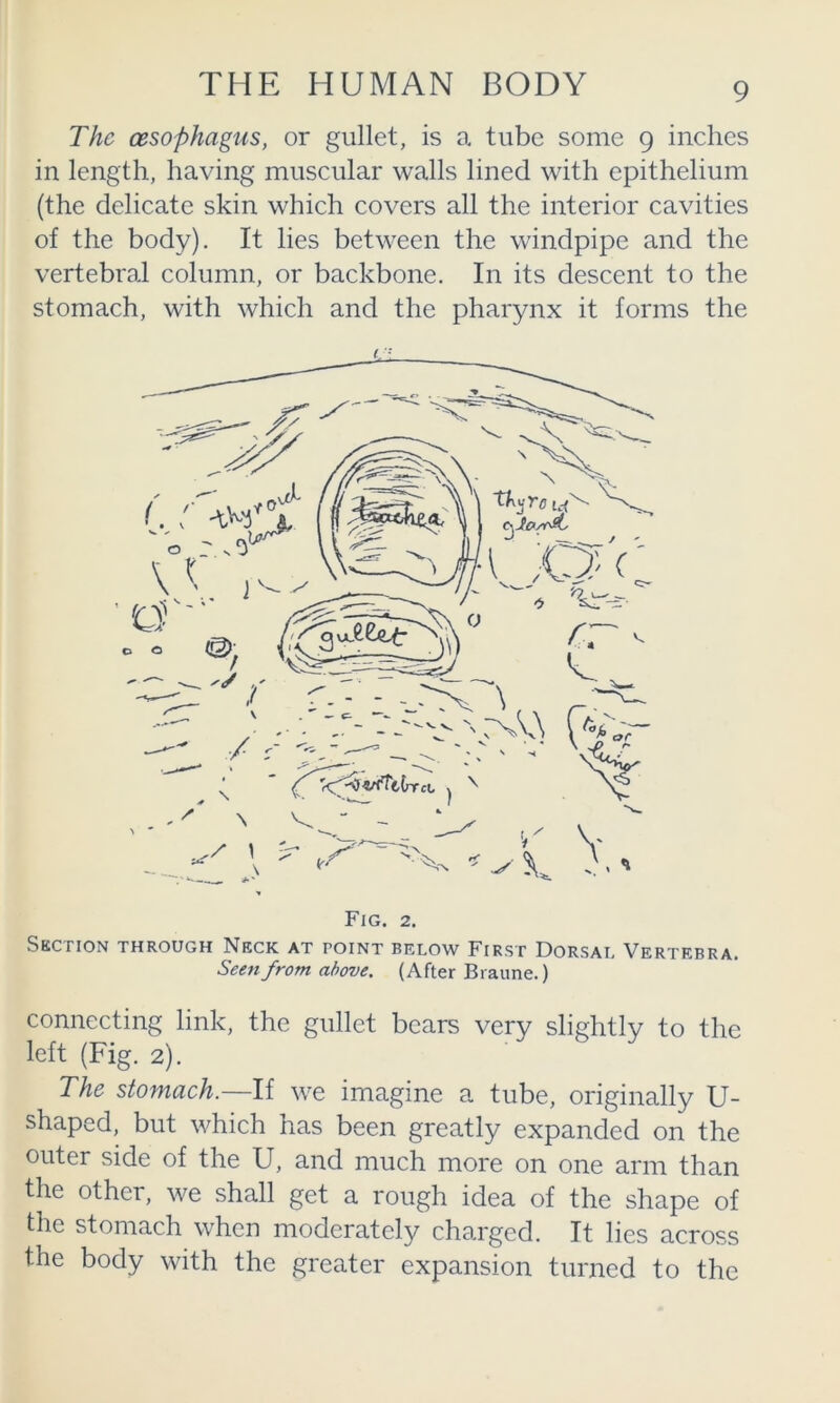 The oesophagus, or gullet, is a tube some 9 inches in length, having muscular walls lined with epithelium (the delicate skin which covers all the interior cavities of the body). It lies between the windpipe and the vertebral column, or backbone. In its descent to the stomach, with which and the pharynx it forms the (. Section through Neck at point below First Dorsai. Vertebra. Seen from above. (After Braune.) connecting link, the gullet bears very slightly to the left (Fig. 2). The stomach.—li we imagine a tube, originally U- shaped, but which has been greatly expanded on the outer side of the U, and much more on one arm than the other, we shall get a rough idea of the shape of the stomach when moderately charged. It lies across the body with the greater expansion turned to the