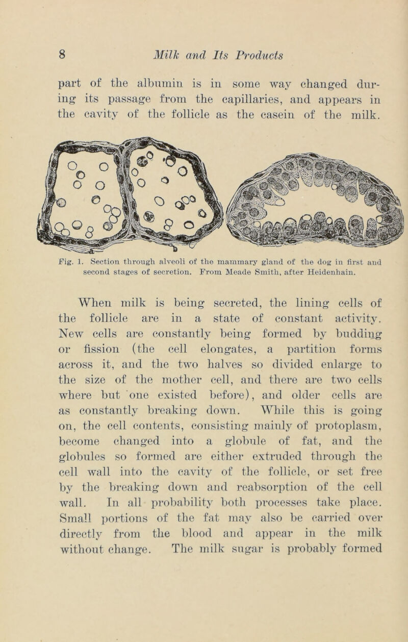 part of the albumin is in some way changed dur- ing its passage from the capillaries, and appears in the cavity of the follicle as the casein of the milk. Fig. 1. Section through alveoli of the mammary gland of the dog in first and second stages of secretion. From Meade Smith, after Heidenhain. When milk is being secreted, the lining cells of the follicle are in a state of constant activity. New cells are constantly being formed by buddiiig or fission (the cell elongates, a partition forms across it, and the two halves so divided enlarge to the size of the mother cell, and there are two cells where but one existed before), and older cells are as constantly breaking down. While this is going- on, the cell contents, consisting mainly of protoplasm, become changed into a globule of fat, and the globules so formed are either extruded through the cell wall into the cavity of the follicle, or set free by the breaking down and reabsorption of the cell wall. In all probability both processes take place. Small portions of the fat may also be carried over directly from the blood and appear in the milk without change. The milk sugar is probably formed