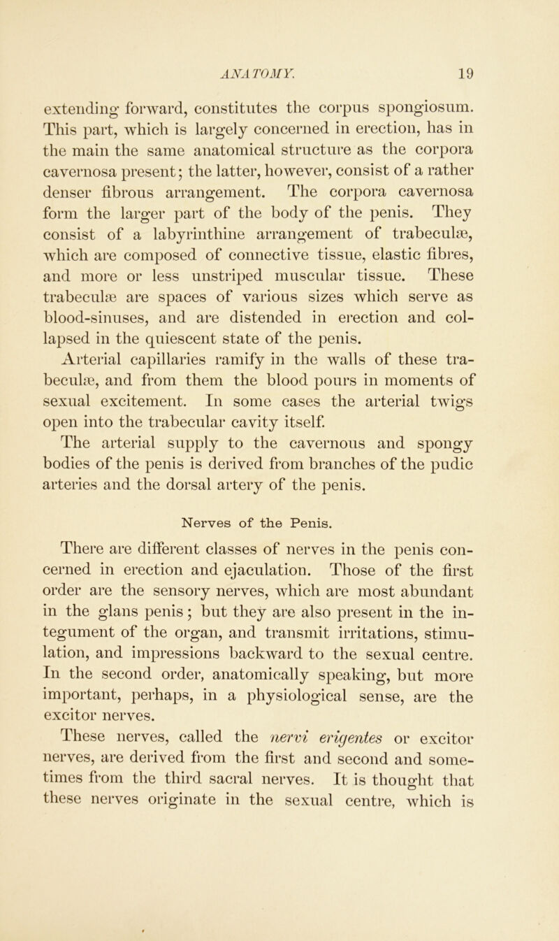 extending forward, constitutes the corpus spongiosum. This part, which is largely concerned in erection, has in the main the same anatomical structure as the corpora cavernosa present; the latter, however, consist of a rather denser fibrous arrangement. The corpora cavernosa form the larger part of the body of the penis. They consist of a labyrinthine arrangement of trabeculae, which are composed of connective tissue, elastic fibres, and more or less unstriped muscular tissue. These trabeculae are spaces of various sizes which serve as blood-sinuses, and are distended in erection and col- lapsed in the quiescent state of the penis. Arterial capillaries ramify in the walls of these tra- beculae, and from them the blood pours in moments of sexual excitement. In some cases the arterial twigs open into the trabecular cavity itself. The arterial supply to the cavernous and spongy bodies of the penis is derived from branches of the pudic arteries and the dorsal artery of the penis. Nerves of the Penis. There are different classes of nerves in the penis con- cerned in erection and ejaculation. Those of the first order are the sensory nerves, which are most abundant in the glans penis; but they are also present in the in- tegument of the organ, and transmit irritations, stimu- lation, and impressions backward to the sexual centre. In the second order, anatomically speaking, but more important, perhaps, in a physiological sense, are the excitor nerves. These nerves, called the nervi erigentes or excitor nerves, are derived from the first and second and some- times from the third sacral nerves. It is thought that these nerves originate in the sexual centre, which is