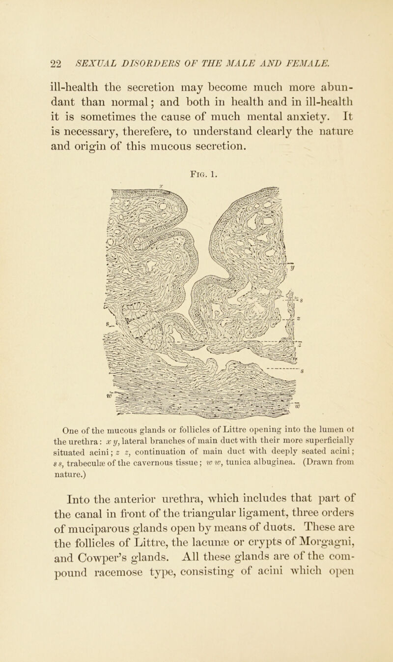 ill-health the secretion may become much more abun- dant than normal; and both in health and in ill-health it is sometimes the cause of much mental anxiety. It is necessary, therefere, to understand clearly the nature and origin of this mucous secretion. Fig. 1. One of the mucous glands or follicles of Littre opening into the lumen ot the urethra: x y, lateral branches of main duct with their more superficially situated acini; 0 0, continuation of main duct with deeply seated acini; ss, trabeculae of the cavernous tissue; w w, tunica albuginea. (Drawn from nature.) Into the anterior urethra, which includes that part of the canal in front of the triangular ligament, three orders of muciparous glands open by means of duots. These are the follicles of Littre, the lacunae or crypts of Morgagni, and Cowper’s glands. All these glands are of the com- pound racemose type, consisting of acini which open