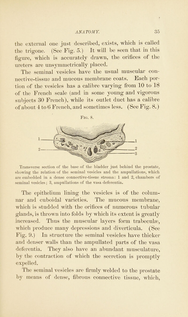 the external one just described, exists, which is called the trigone. (See Fig. 5.) It will be seen that in this figure, which is accurately drawn, the orifices of the ureters are unsymmetrically placed. The seminal vesicles have the usual muscular con- nective-tissue and mucous membrane coats. Each por- tion of the vesicles has a calibre varying from 10 to 18 of the French scale (and in some young and vigorous subjects 30 French), while its outlet duct has a calibre of about 4 to 6 French, and sometimes less. (See Fig. 8.) Fig. 8. Transverse section of the base of the bladder just behind the prostate, showing the relation of the seminal vesicles and the ampliations, which are embedded in a dense connective-tissue stroma: 1 and 2, chambers of seminal vesicles; 3, ampliations of the vasa deferentia. The epithelium lining the vesicles is of the colum- nar and cuboidal varieties. The mucous membrane, which is studded with the orifices of numerous tubular glands, is thrown into folds by which its extent is greatly increased. Thus the muscular layers form trabeculae, which produce many depressions and diverticula. (See Fig. 9.) In structure the seminal vesicles have thicker and denser walls than the ampullated parts of the vasa deferentia. They also have an abundant musculature, by the contraction of which the secretion is promptly expelled. The seminal vesicles are firmly welded to the prostate by means of dense, fibrous connective tissue, which,