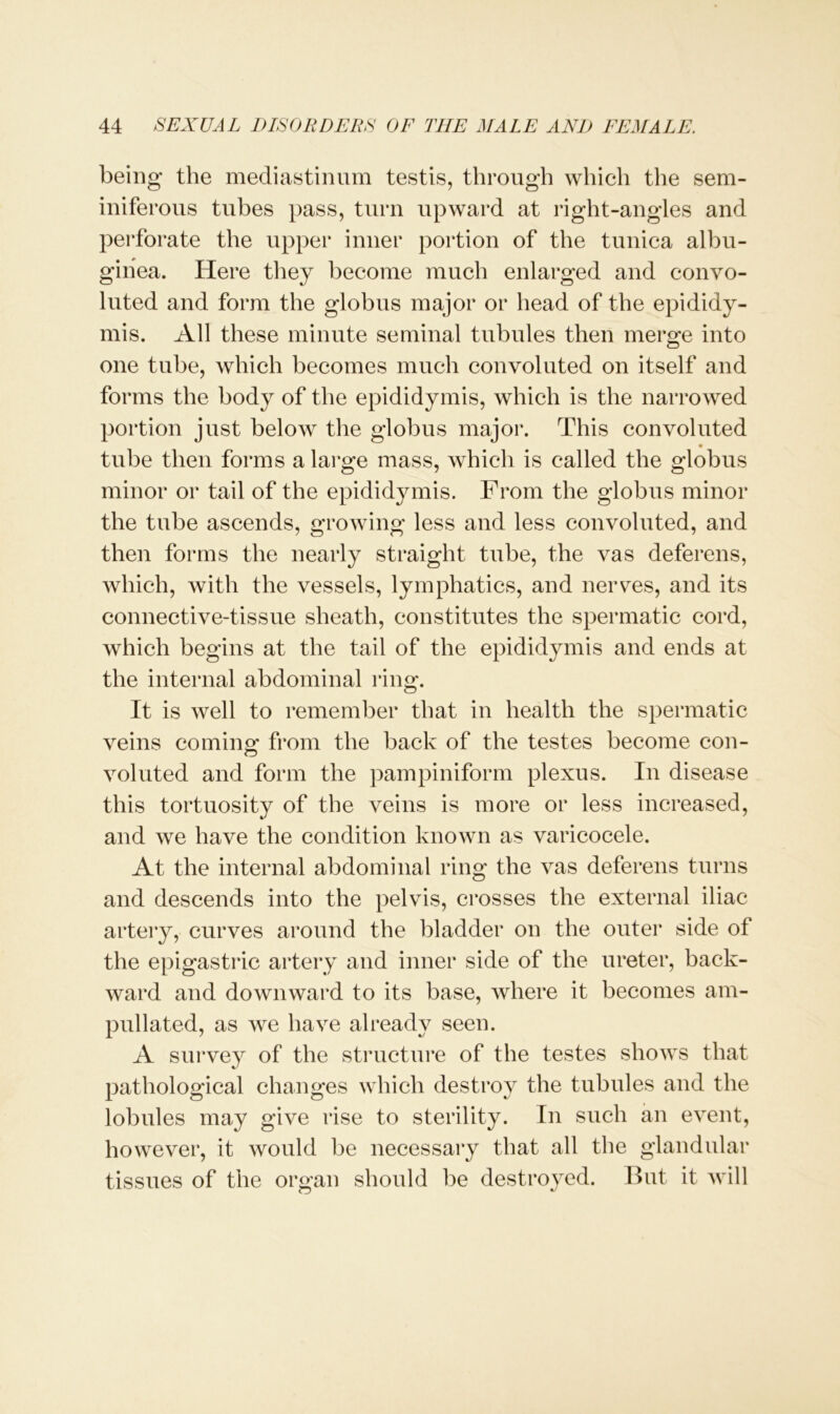 being the mediastinum testis, through which the sem- iniferous tubes pass, turn upward at right-angles and perforate the upper inner portion of the tunica albu- ginea. Here they become much enlarged and convo- luted and form the globus major or head of the epididy- mis. All these minute seminal tubules then merge into one tube, which becomes much convoluted on itself and forms the body of the epididymis, which is the narrowed portion just below the globus major. This convoluted 9 tube then forms a large mass, which is called the globus minor or tail of the epididymis. From the globus minor the tube ascends, growing less and less convoluted, and then forms the nearly straight tube, the vas deferens, which, with the vessels, lymphatics, and nerves, and its connective-tissue sheath, constitutes the spermatic cord, which begins at the tail of the epididymis and ends at the internal abdominal ring. It is well to remember that in health the spermatic veins coming; from the back of the testes become con- voluted and form the pampiniform plexus. In disease this tortuosity of the veins is more or less increased, and we have the condition known as varicocele. At the internal abdominal ring the vas deferens turns and descends into the pelvis, crosses the external iliac artery, curves around the bladder on the outer side of the epigastric artery and inner side of the ureter, back- ward and downward to its base, where it becomes am- pul lated, as we have already seen. A survey of the structure of the testes shows that pathological changes which destroy the tubules and the lobules may give rise to sterility. In such an event, however, it would be necessary that all the glandular tissues of the organ should be destroyed. But it will