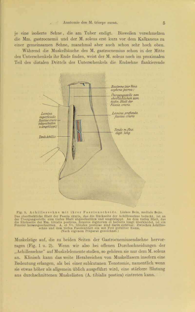 je eine isolierte Sehne, die am Tuber endigt. Bisweilen verschmelzen die Mm. gastrocnemii und der M. soleus erst kurz vor dem Kalkaneus zu einer gemeinsamen Sehne, manchmal aber auch schon sehr hoch oben. Während die Muskelbäuche des M. gastrocnemius schon in der Mitte des Unterschenlcels ihr Ende finden, weist der M. soleus noch im proximalen Teil des distalen Drittels des Unterschenkels die Endsehne flankierende Fig. 3. Achillessehne mit ihrer Faszienscheide. Linkes Bein, mediale Seite. Das oberflächliche Blatt der Fascia cruris, das die Rückseite der Achillessehne bedeckt, ist an der Ül)ergangsstelle zum tiefen Blatt abgeschnitten und umgeklappt. An dem tiefen Blatt, das die Rückseite der Mm. tibialis posticus, ttexores digitorum et hallucis longi überkleidet, ist ein Fenster heransgeschnitten. A. et Vv. tibiales posticae sind darin sichtbar. Zwischen Achilles- sehne und dem tiefen Faszienblatt ein mit Fett gefüllter Raum. (Nach eigenem Präparat gezeichnet.) Muskelzüge auf, die zu beiden Seiten der Gastrocnemiusendsehne hervor- ragen (Fig. 1 u. 2). Wenn wir also bei offenen Durchschneidungen der „Achillessehne“ auf Muskelelemente stoßen, so gehören sie nur dem M. soleus an. Khnisch kann das weite Herabreichen von Muskelfasern insofern eine Bedeutung erlangen, als bei einer subkutanen Tenotomie, namentlich wenn sie etwas höher als allgemein üblich ausgeführt wird, eine stärkere Blutung aus durchschnittenen Muskelästen (A. tibialis postica) eintreten kann.