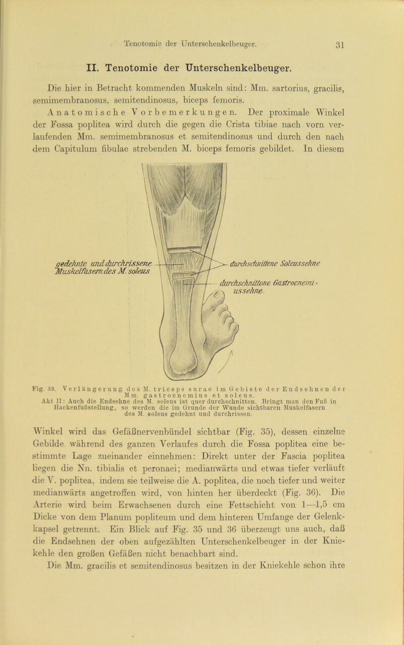 II. Tenotomie der Unterschenkelbeuger. Die hier in Betracht kommenden Muskeln sind: Mm. sartorius, gracilis, semimembranosus, semitendinosus, biceps femoris. Anatomische V o r b e m e r k u n g e n. Der proximale Winkel der Fossa poplitea wird durch die gegen die Crista tibiae nach vorn ver- laufenden Mm. semimembranosus et semitendinosus und durch den nach dem Capitulum fibulae strebenden M. biceps femoris gebildet. In diesem Fig. 33. Verlängerung des M. t r i c e p s s u r a e im Gebiete der E n d s e h n e n d e r Jim. g a s t r 0 011 e m i u s et soleus. Akt II: Auch die Endsehne des M. soleus ist querdurchschnitten. Bringt inan den Fuß in Hackenfußstellung, so werden die im Grunde der Wunde sichtbaren Muskelfasern des JI. soleus gedehnt und durchrisseii. Winkel wird das Gefäßnervenbündel sichtbar (Fig. 35), dessen einzelne Gebilde während des ganzen Verlaufes durch die Fossa poplitea eine be- stimmte Lage zueinander einnehmen: Direkt unter der Fascia poplitea liegen die Nn. tibialis et peronaei; medianwärts und etwas tiefer verläuft die V. poplitea, indem sie teilweise die A. poplitea, die noch tiefer und weiter medianwärts angetroffen wird, von hinten her überdeckt (Fig. 36). Die Arterie wird beim Erwachsenen durch eine Fettschicht von 1—1,5 cm Dicke von dem Planum popliteum und dem hinteren Umfange der Gelenlc- kapsel getrennt. Ein Blick auf Fig. 35 und 36 überzeugt uns auch, daß die Endsehnen der oben aufgezählten Unterschenkelbeuger in der Knie- kehle den großen Gefäßen nicht benachbart sind. Die Mm. gracilis et semitendino.sus besitzen in der Kniekehle schon ihre