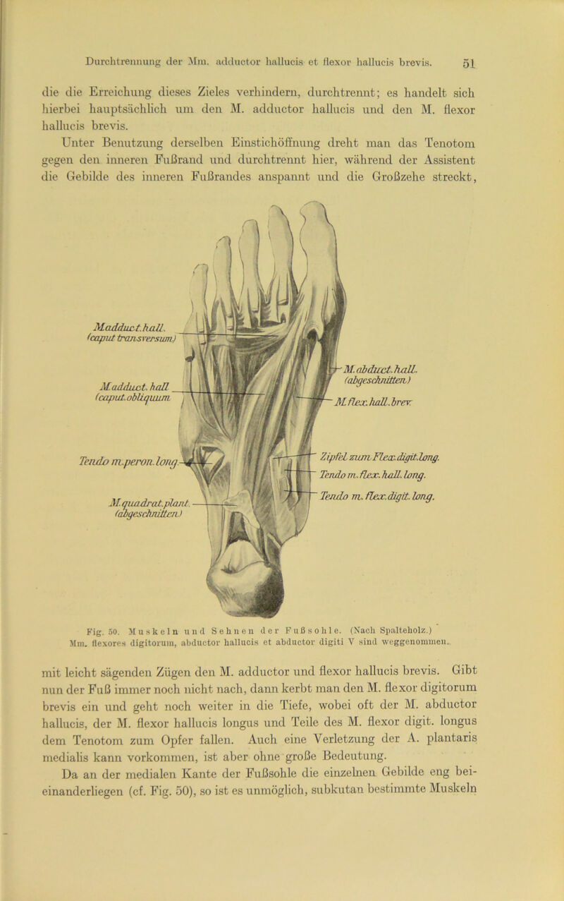 die die Erreichung dieses Zieles verhindern, durchtrennt; es handelt sich Iiierhei hauptsächlich uni den M. adductor hallucis und den M. flexor hallucis brevis. Unter Benutzung derselben Einstichöffnung dreht man das Tenotom gegen den inneren Fußrand und durchtrennt hier, während der Assistent die Gebilde des inneren Fußrandes anspannt und die Großzehe streckt. Maddiw-t. hall. Icaput MaddiLct. hoR (capiU. oblujiaim. hl. qiiadrat.plant. labgesclmutcrü M.abduct.haJl. (abgcschnitteji) M flex. haR. brevr Zipfel ziLmFLex.digit.long. Tendo nt. flex. Ludl. lang. Tenio nt. flex.digit. lang. P’ig. 50. Muskeln und Sehnen der Fußsohle. (Nach Spalteholz.) Mm, flexores digitoruin, abductor hallucis et abductor digiti V sind weggenommeii.. mit leicht sägenden Zügen den M. adductor und flexor hallucis brevis. Gibt nun der Fuß immer noch nicht nach, dann kerbt man den M. flexor digitorum brevis ein und geht noch weiter in die Tiefe, wobei oft der M. abductor hallucis, der M. flexor hallucis longus und Teile des M. flexor digit. longus dem Tenotom zum Opfer fallen. Auch eine Verletzung der A. plantaris medialis kann Vorkommen, ist aber ohne große Bedeutung. Da an der medialen Kante der Fußsohle die einzelnen Gebilde eng bei- einanderliegen (cf. Fig. 50), so ist es unmöglich, subkutan bestimmte Muskeln