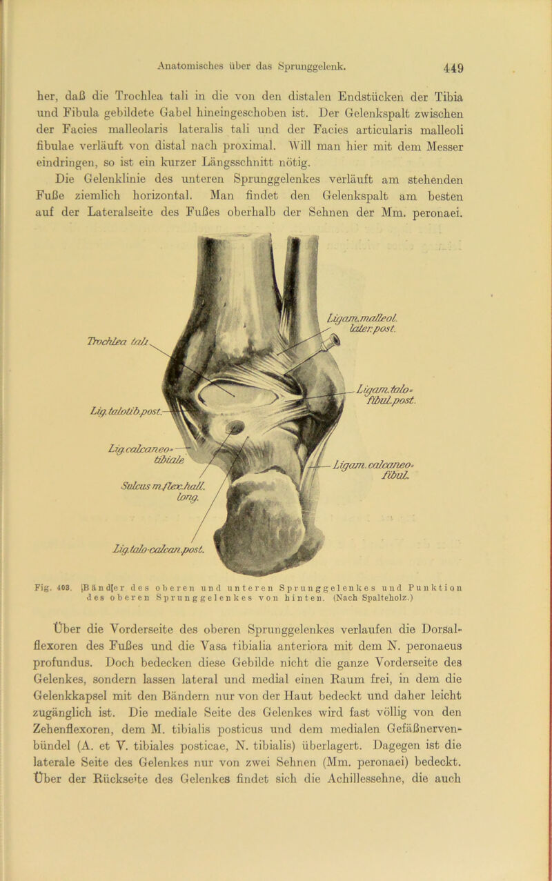 her, daß die Troclilea tali in die von den distalen Endstücken der Tibia nnd Fibula gebildete Gabel hineingescboben ist. Der Gelenkspalt zwischen der Facies malleolaris lateralis tali und der Facies articularis malleoli fibulae verläuft von distal nach proximal. Will man hier mit dem Messer eindringen, so ist ein kiu’zer Längsschnitt nötig. Die Gelenklinie des unteren Sprunggelenkes verläuft am stehenden Fuße ziemlich horizontal. Man findet den Gelenkspalt am besten auf der Lateralseite des Fußes oberhalb der Sehnen der Mm. peronaei. Lig.taloca2can.post. Tivchloa tolj Lig. talotib.post. Ligam.talo- fibuLpost. Lig.calcaneo= tibiale Sulcus mflex.halL. lang. Ligam. calccmeo= fibuL Ligam.maHeol. laier.post. Fig. 403. ',Bänd[er des oberen und unteren Sprunggelenkes und Punktion des oberen S p r u n g g e 1 e n k e s von hinten. (Nach Spalteholz.) Über die Vorderseite des oberen Sprunggelenkes verlaufen die DorSal- flexoren des Fußes und die Vasa tibialia anteriora mit dem N. peronaeus profundus. Doch bedecken diese Gebilde nicht die ganze Vorderseite des Gelenkes, sondern lassen lateral und medial einen Raum frei, in dem die Gelenkkapsel mit den Bändern nur von der Haut bedeckt und daher leicht zugänglich ist. Die mediale Seite des Gelenkes wird fast völlig von den Zehenflexoren, dem M. tibialis posticus und dem medialen Gefäßnerven- bündel (A. et V. tibiales posticae, N. tibialis) überlagert. Dagegen ist die laterale Seite des Gelenkes nur von zwei Sehnen (Mm. peronaei) bedeckt. Über der Rückseite des Gelenkes findet sich die Achillessehne, die auch