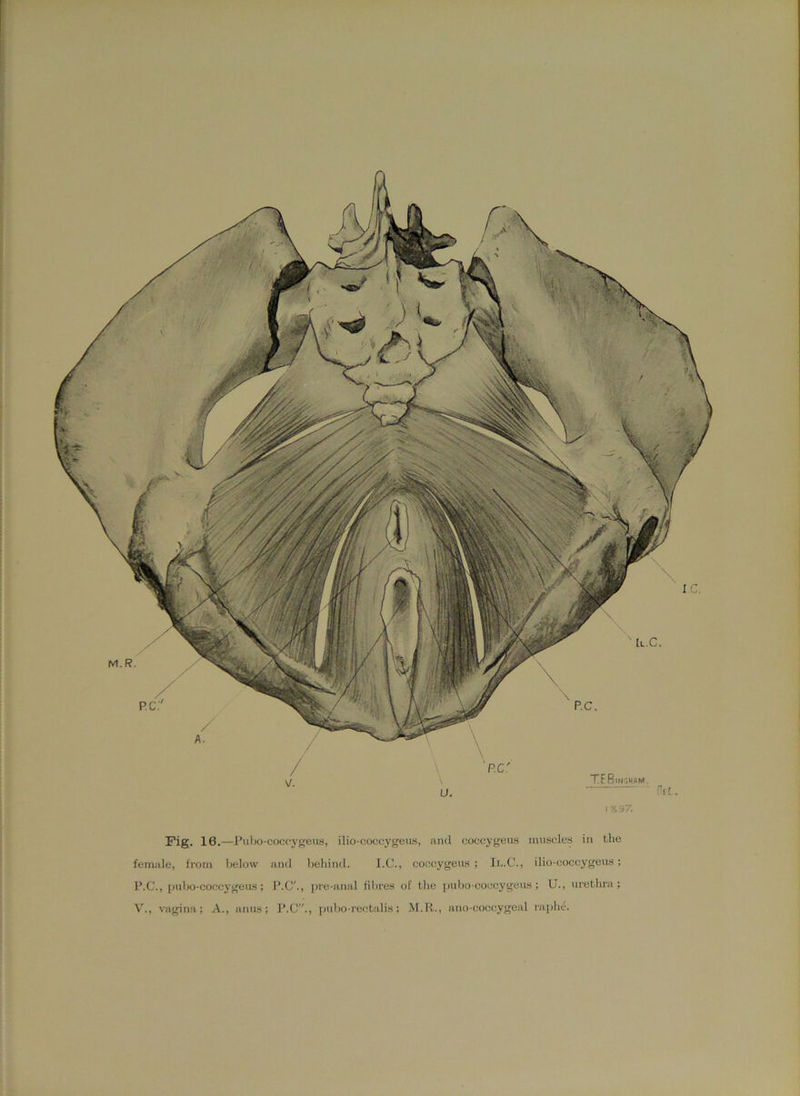 ! : li Fig, 16.—J’uho-cocc'ygeus, ilio-coccygeus, and coccygeiis muscles in the female, from below and behind. I.C., coccygeus ; Il.C., ilio-coccygeus; I’.C., j)ubo-coccygeus ; I’.C'., |)re-unal til)res of the j)\d)0-coueygeus ; U., urethra; V., vagina; A., anus; P.G., j)ubo-reetalis; M.R., ano-coeoygeal ra[)he. t TF
