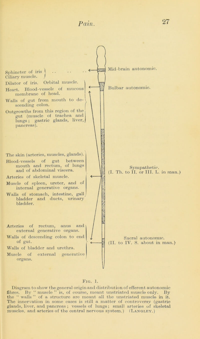 Sphincter of iris | Ciliary muscle. J Dilator of iris. Orbital muscle. Heart. Blood-vessels of mucous membrane of head. Walls of gut from mouth to de- ' scending colon. j Outgrowths from this region of the j gut (muscle of trachea and lungs ; gastric glands, liver, | pancreas). The skin (arteries, muscles, glands). Blood-vessels of gut between mouth and rectum, of lungs and of abdominal viscera. Arteries of skeletal muscle. Muscle of spleen, ureter, and of internal generative organs. Walls of stomach, intestine, gally bladder and ducts, urinary bladder. Arteries of rectum, anus and external generative organs. Walls of descending colon to end of gut. Walls of bladder and urethra. Muscle of external generative organs. Mid-brain autonomic. Bulbar autonomic. Sympathetic. (I. Th. to II. or III. L. in man. Sacral autonomic. (II. to IV. S. about in man.) Fig. 1. Diagram to show the general origin and distribution of efferent autonomic fibres. By “ muscle ” is, of course, meant unstriated muscle only. By the “ walls ” of a structure are meant all the unstriated muscle in it. The innervation in some cases is still a matter of controversy (gastric glands, liver, and pancreas ; vessels of lungs; small arteries of skeletal muscles, and arteries of the central nervous system.) (Langley.)