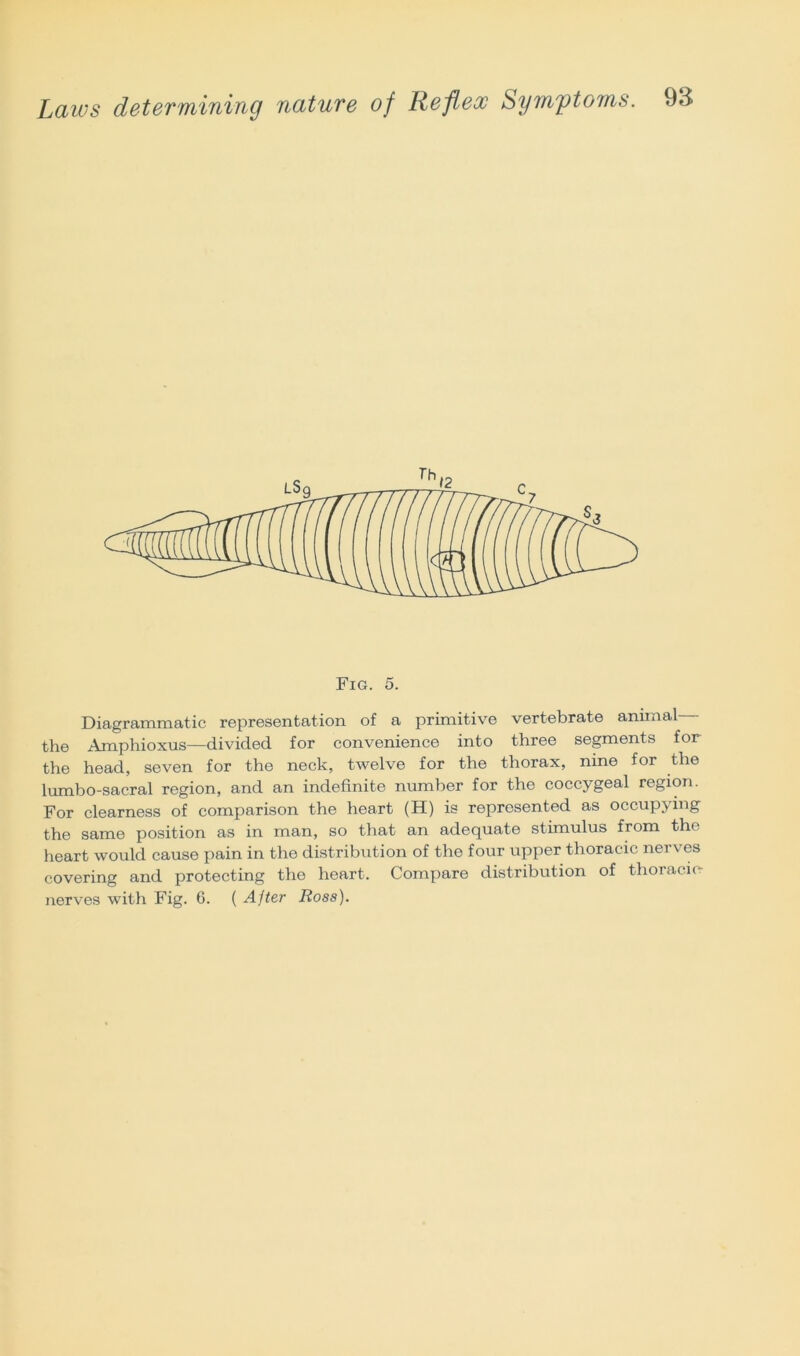 Fig. 5. Diagrammatic representation of a primitive vertebrate animal the Amphioxus—divided for convenience into three segments for the head, seven for the neck, twelve for the thorax, nine for the 1 umbo-sacral region, and an indefinite number for the coccygeal region. For clearness of comparison the heart (H) is represented as occupying the same position as in man, so that an adequate stimulus from the heart would cause pain in the distribution of the four upper thoracic nerves covering and protecting the heart. Compare distribution of thoracic nerves with Fig. 6. ( After Ross).