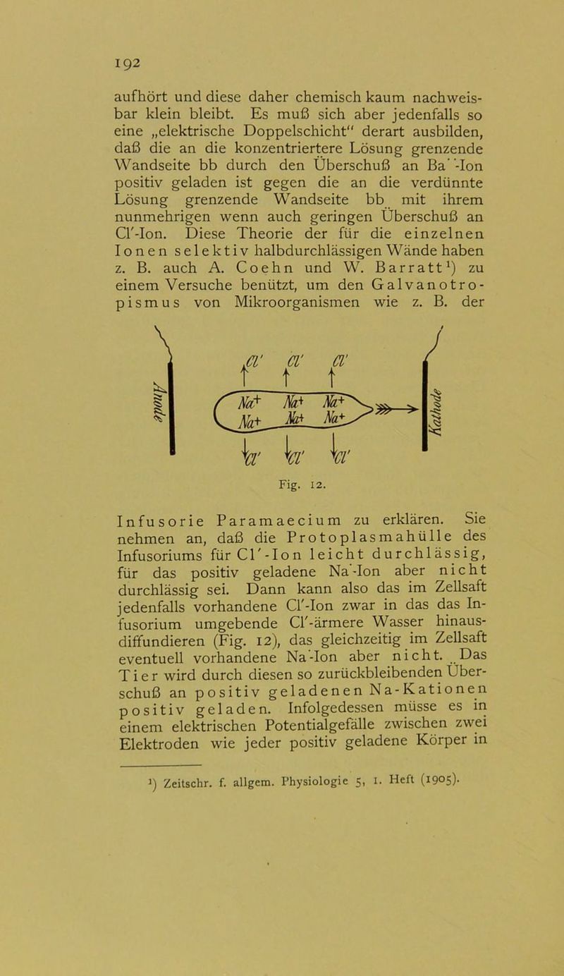 aufhört und diese daher chemisch kaum nachweis- bar klein bleibt. Es muß sich aber jedenfalls so eine „elektrische Doppelschicht'' derart ausbilden, daß die an die konzentriertere Lösung grenzende Wandseite bb durch den Überschuß an Ba' -Ion positiv geladen ist gegen die an die verdünnte Lösung grenzende Wandseite bb mit ihrem nunmehrigen wenn auch geringen Überschuß an Cl'-Ion. Diese Theorie der für die einzelnen Ionen selektiv halbdurchlässigen Wände haben z. B. auch A. Coehn und W. Barratt^) zu einem Versuche benützt, um den Galvanotro- pismus von Mikroorganismen wie z. B. der Infusorie Paramaecium zu erklären. Sie nehmen an, daß die Protoplasmahülle des Infusoriums für Cl'-Ion leicht durchlässig, für das positiv geladene Na-Ion aber nicht durchlässig sei. Dann kann also das im Zellsaft jedenfalls vorhandene Cl'-Ion zwar in das das In- fusorium umgebende Cl'-ärmere Wasser hinaus- diffundieren (Fig. 12), das gleichzeitig im Zellsaft eventuell vorhandene Na-Ion aber nicht. ..Das Tier wird durch diesen so zurückbleibenden Über- schuß an positiv geladenen Na-Kationen positiv geladen. Infolgedessen müsse es iri einem elektrischen Potentialgefälle zwischen zwei Elektroden wie jeder positiv geladene Körper in Fig. 12. Zeitschr. f. allgem. Physiologie 5, i. Heft (1905).