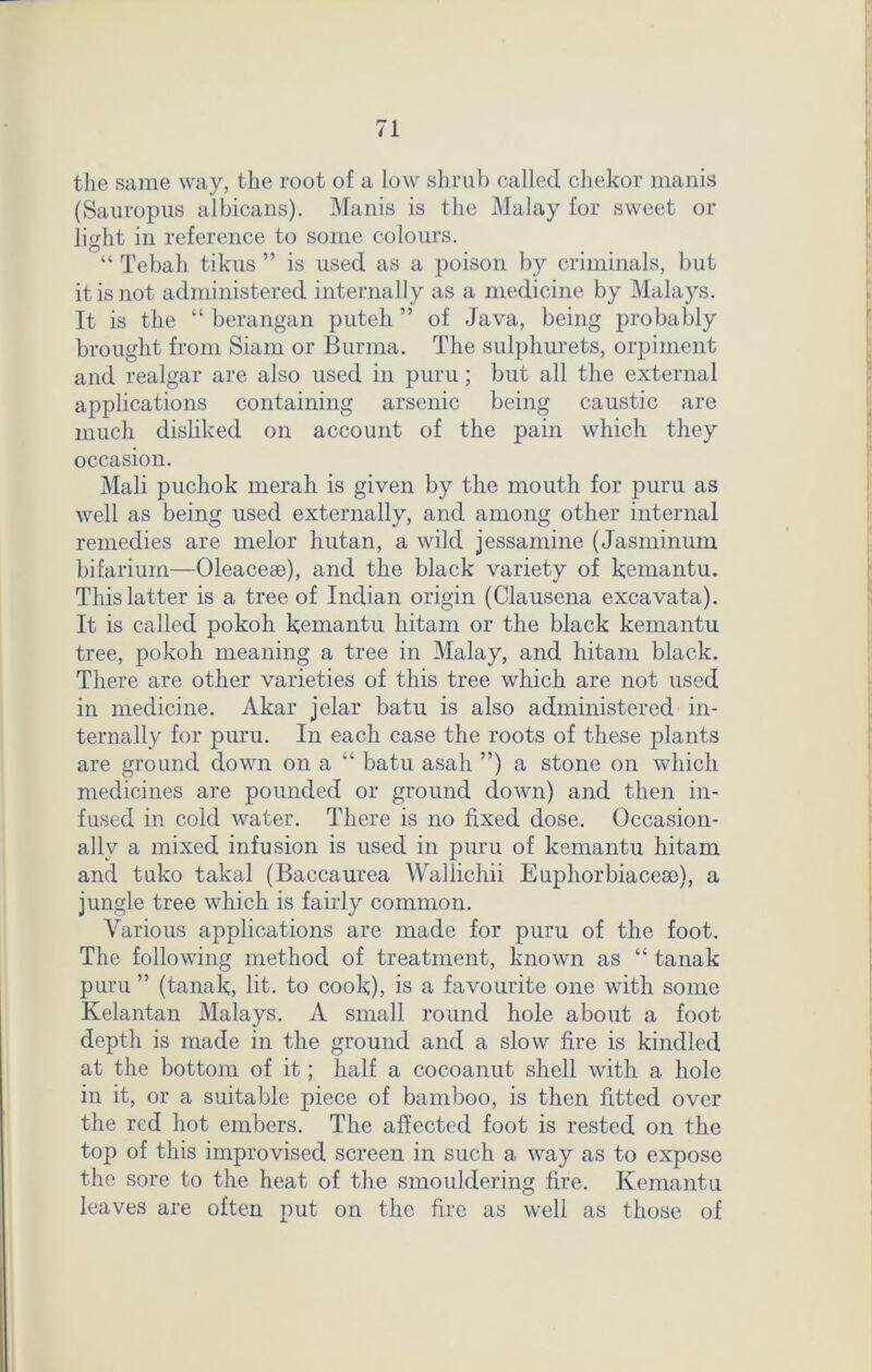 the same way, the root of a low shrub called chekor manis (Sauropus albicans). Manis is the Malay for sweet or light in reference to some colours. “ Tebah tikus ” is used as a poison by criminals, but it is not administered internally as a medicine by Malays. It is the “ berangan puteh ” of Java, being probably brought from Siam or Burma. The sulphurets, orpiinent and realgar are also used in puru; but all the external applications containing arsenic being caustic are much disliked on account of the pain which they occasion. Mali puchok merah is given by the mouth for puru as well as being used externally, and among other internal remedies are melor hutan, a wild jessamine (Jasminum bifarium—Oleacese), and the black variety of kemantu. This latter is a tree of Indian origin (Clausena excavata). It is called pokoh kemantu hitam or the black kemantu tree, pokoh meaning a tree in Malay, and hitam black. There are other varieties of this tree which are not used in medicine. Akar jelar batu is also administered in- ternally for puru. In each case the roots of these plants are ground down on a “ batu asah ”) a stone on which medicines are pounded or ground down) and then in- fused in cold water. There is no fixed dose. Occasion- ally a mixed infusion is used in puru of kemantu hitam and tuko takal (Baccaurea Wallichii Euphorbiacese), a jungle tree which is fairly common. Various applications are made for puru of the foot. The following method of treatment, known as “ tanak puru ” (tanak, lit. to cook), is a favourite one with some Kelantan Malays. A small round hole about a foot depth is made in the ground and a slow fire is kindled at the bottom of it; half a cocoanut shell with a hole in it, or a suitable piece of bamboo, is then fitted over the red hot embers. The affected foot is rested on the top of this improvised screen in such a way as to expose the sore to the heat of the smouldering fire. Kemantu leaves are often put on the fire as well as those of