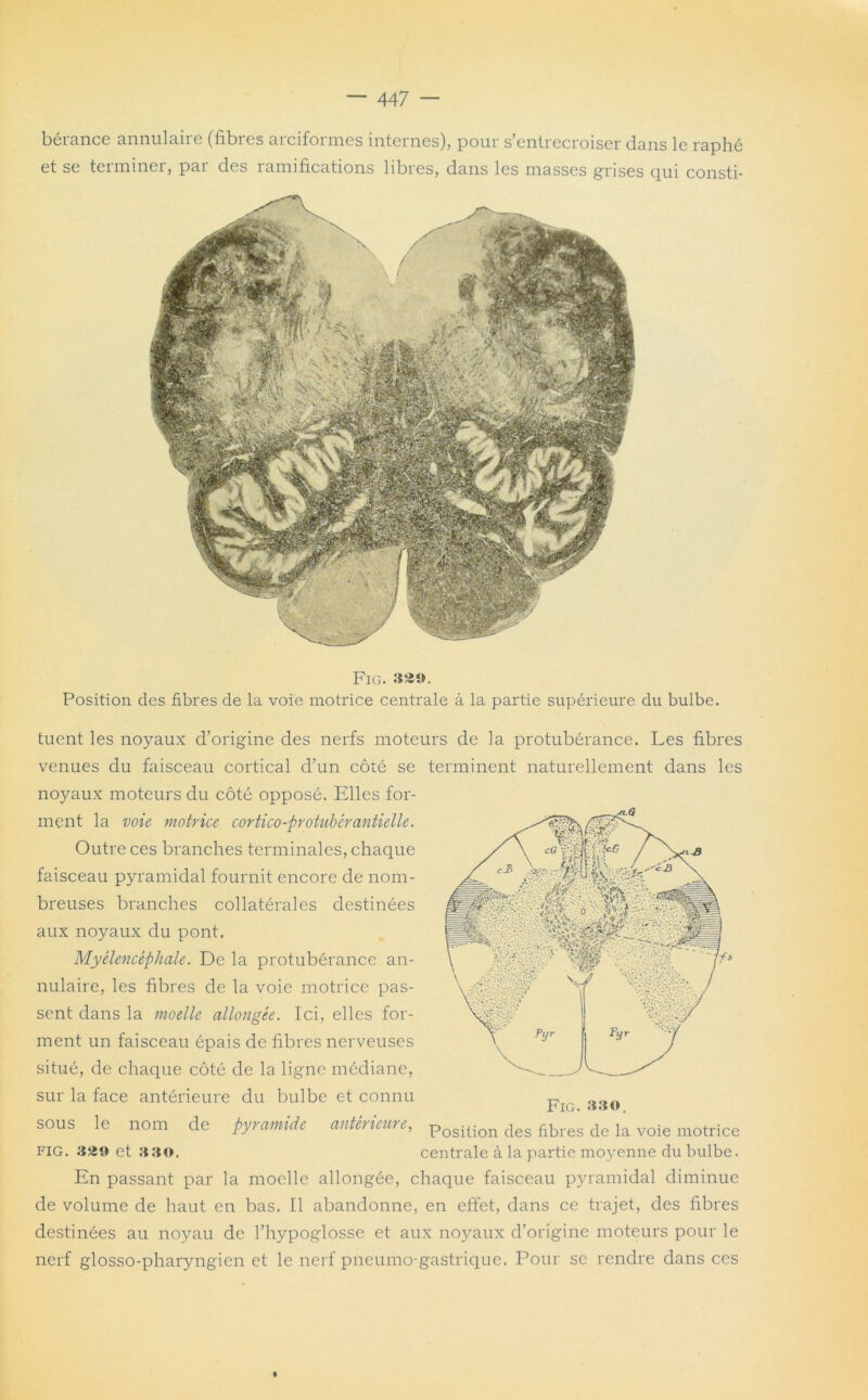 bérance annulaire (fibres arciformes internes), pour s’entrecroiser dans le raphc et se terminer, par des ramifications libres, dans les masses grises qui consti- FlG. 339. Position des fibres de la voie motrice centrale à la partie supérieure du bulbe. tuent les noyaux d’origine des nerfs moteurs de la protubérance. Les fibres venues du faisceau cortical d’un côté se terminent naturellement dans les noyaux moteurs du côté opposé. Elles for- ment la voie motrice cortico-protubérantielle. Outre ces branches terminales, chaque faisceau pyramidal fournit encore de nom- breuses branches collatérales destinées aux noyaux du pont. Myèlencéphale. De la protubérance an- nulaire, les fibres de la voie motrice pas- sent dans la moelle allongée. Ici, elles for- ment un faisceau épais de fibres nerveuses situé, de chaque côté de la ligne médiane, sur la face antérieure du bulbe et connu 1{.io sous le nom de Pyramide antérieure, Position des fibres de la voie motrice fig. 339 et 330. centrale à la partie mo3^enne du bulbe. En passant par la moelle allongée, chaque faisceau pyramidal diminue de volume de haut en bas. Il abandonne, en effet, dans ce trajet, des fibres destinées au noyau de l’hypoglosse et aux noyaux d’origine moteurs pour le nerf glosso-pharyngien et le nerf pneumo-gastrique. Pour se rendre dans ces