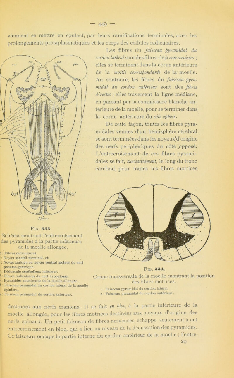 viennent se mettre en contact, par leurs ramifications terminales, avec les prolongements protaplasmatiques et les corps des cellules radiculaires. Les fibres du faisceau pyramidal du Fig. 333. Schéma montrant l’entrecroisement des pyramides à la partie inférieure de la moelle allongée. f : Fibres radiculaires. : Noyau sensitif terminal, et : Noyau ambigu ou noyau ventral moteur du nerf pneumo-gastrique. ' : Pédoncule cérébelleux inférieur. r : Fibres radiculaires du nerf hypoglosse. ' : Pyramides antérieures de la mcelle allongée. I : Faisceau pyramidal du cordon latéral de la moelle épinière* x : Faisceau pyramidal du cordon antérieur. cordon latéral sont des fibres déjà entrecroisées ; elles se terminent dans la corne antérieure de la moitié correspondante de la moelle. Au contraire, les fibres du faisceau pyra- midal du cordon antérieur sont des fibres directes ; elles traversent la ligne médiane, en passant par la commissure blanche an- térieure de la moelle, pour se terminer dans la corne antérieure du côté opposé. De cette façon, toutes les fibres pyra- midales venues d’un hémisphère cérébral se sont terminées dans les noyauxU’origine des nerfs périphériques du côté [opposé. L’entrecroisement de ces fibres pyrami- dales se fait, successivement, le long du tronc cérébral, pour toutes les fibres motrices Fig. 334. Coupe transversale de la moelle montrant la position des fibres motrices. 1 : Faisceau pyramidal du cordon latéral. 2 : Faisceau pyramidal du cordon antérieur . destinées aux nerfs crâniens. Il se fait en bloc, à la paitie inféiieuie de la moelle allongée, pour les fibres motrices destinées aux noyaux doiiginc des nerfs spinaux. Un petit faisceau de fibres nerveuses échappe seulement à cet entrecroisement en bloc, qui a lieu au niveau de la décussation des pyiamides. Ce faisceau occupe la partie interne du cordon antérieur de la moelle , 1 entic- 29