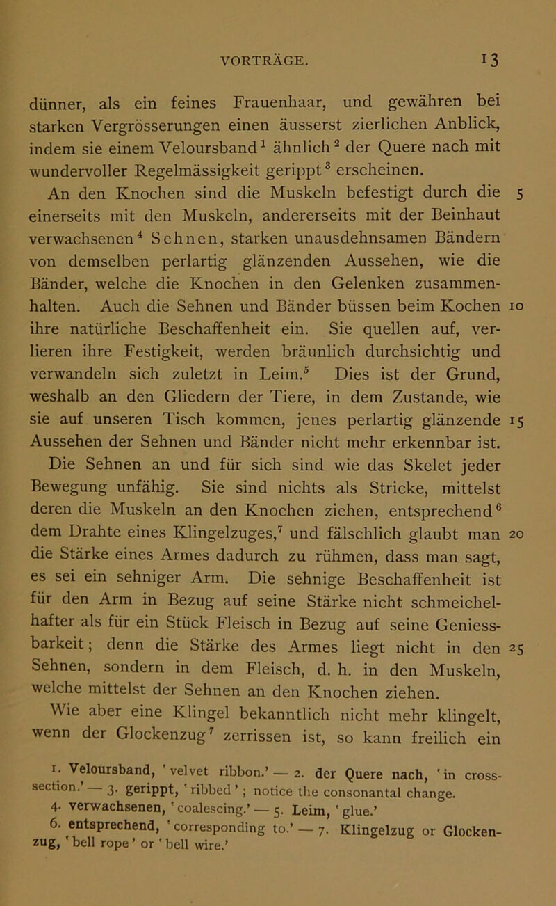 dünner, als ein feines Frauenhaar, und gewähren bei starken Vergrösserungen einen äusserst zierlichen Anblick, indem sie einem Veloursband^ ähnlich^ der Quere nach mit wundervoller Regelmässigkeit gerippt® erscheinen. An den Knochen sind die Muskeln befestigt durch die 5 einerseits mit den Muskeln, andererseits mit der Beinhaut verwachsenen^ Sehnen, starken unausdehnsamen Bändern von demselben perlartig glänzenden Aussehen, wie die Bänder, welche die Knochen in den Gelenken Zusammen- halten. Auch die Sehnen und Bänder büssen beim Kochen 10 ihre natürliche Beschaffenheit ein. Sie quellen auf, ver- lieren ihre Festigkeit, werden bräunlich durchsichtig und verwandeln sich zuletzt in Leim.® Dies ist der Grund, weshalb an den Gliedern der Tiere, in dem Zustande, wie sie auf unseren Tisch kommen, jenes perlartig glänzende 15 Aussehen der Sehnen und Bänder nicht mehr erkennbar ist. Die Sehnen an und für sich sind wie das Skelet jeder Bewegung unfähig. Sie sind nichts als Stricke, mittelst deren die Muskeln an den Knochen ziehen, entsprechend® dem Drahte eines Klingelzuges,® und fälschlich glaubt man 20 die Stärke eines Armes dadurch zu rühmen, dass man sagt, es sei ein sehniger Arm. Die sehnige Beschaffenheit ist für den Arm in Bezug auf seine Stärke nicht schmeichel- hafter als für ein Stück Fleisch in Bezug auf seine Geniess- barkeit; denn die Stärke des Armes liegt nicht in den 25 Sehnen, sondern in dem Fleisch, d. h. in den Muskeln, welche mittelst der Sehnen an den Knochen ziehen. Wie aber eine Klingel bekanntlich nicht mehr klingelt, wenn der Glockenzug® zerrissen ist, so kann freilich ein I. Veloursband, 'velvet ribbon.’ — 2. der Quere nach, 'in cross- section. 3. gerippt, ribbed ’; notice the consonantal change. 4- verwachsenen, ' coalescing.’ — 5. Leim, ' glue.’ 6. entsprechend, ' corresponding to.’ — 7. Klingelzug or Glocken- zug, bell rope ’ or ' bell wire.’