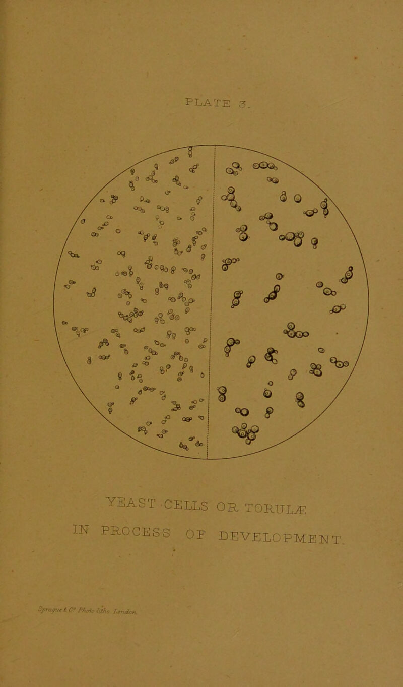 yeast cells or torujml IN PROCESS OF DEVELOPMENT Spmyut l C‘ Phrf„ ,'jno London
