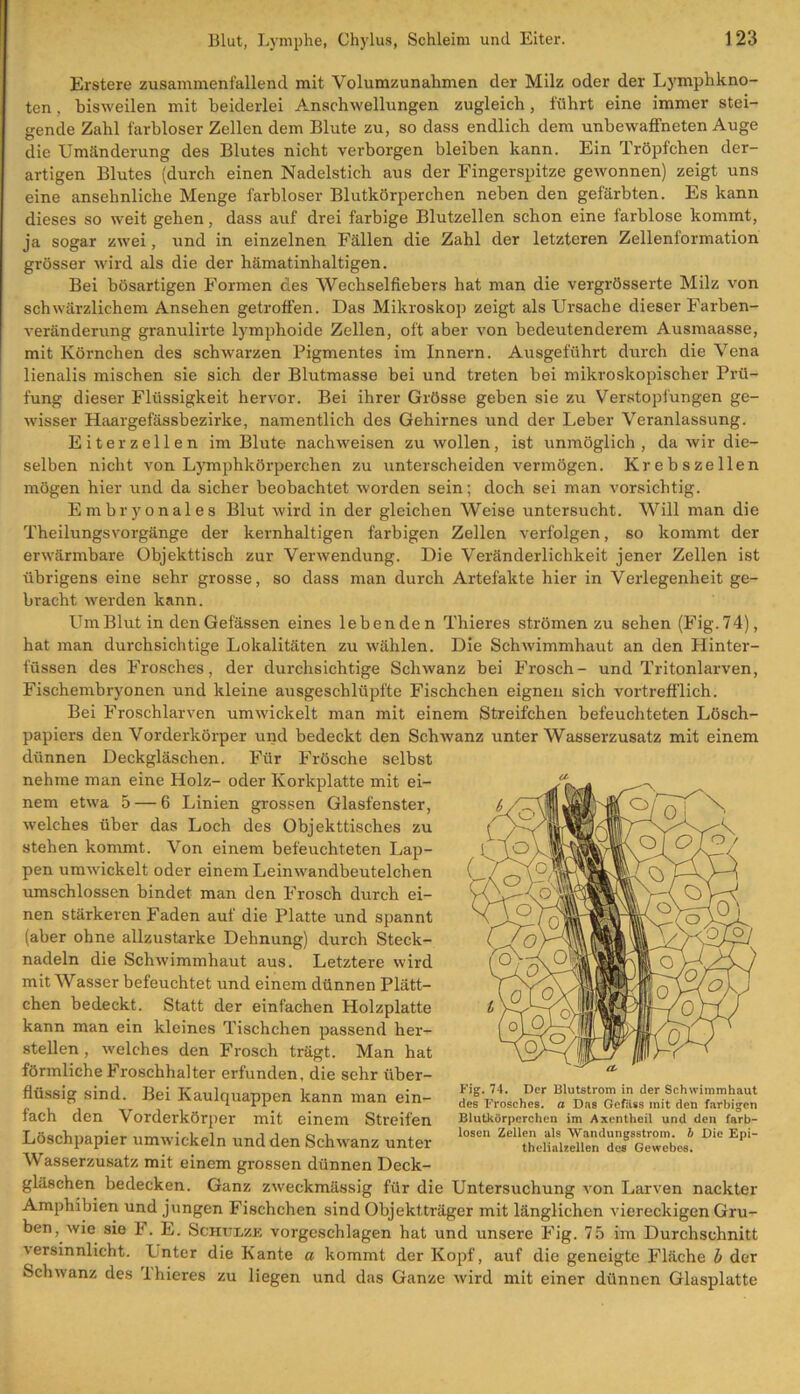 Erstere zusammenfallend mit Volumzunahmen der Milz oder der Lymphkno- ten . bisweilen mit beiderlei Anschwellungen zugleich, führt eine immer stei- gende Zahl farbloser Zellen dem Blute zu, so dass endlich dem unbewaffneten Auge die Umänderung des Blutes nicht verborgen bleiben kann. Ein Tröpfchen der- artigen Blutes (durch einen Nadelstich aus der Fingerspitze gewonnen) zeigt uns eine ansehnliche Menge farbloser Blutkörperchen neben den gefärbten. Es kann dieses so weit gehen, dass auf drei farbige Blutzellen schon eine farblose kommt, ja sogar zwei, und in einzelnen Fällen die Zahl der letzteren Zellenformation grösser wird als die der hämatinhaltigen. Bei bösartigen Formen des Wechselfiebers hat man die vergrösserte Milz von schwärzlichem Ansehen getroffen. Das Mikroskop zeigt als Ursache dieser Farben- veränderung granulirte lymphoide Zellen, oft aber von bedeutenderem Ausmaasse, mit Körnchen des schwarzen Pigmentes im Innern. Ausgeführt durch die Vena lienalis mischen sie sich der Blutmasse bei und treten bei mikroskopischer Prü- fung dieser Flüssigkeit hervor. Bei ihrer Grösse geben sie zu Verstopfungen ge- wisser Haargefässbezirke, namentlich des Gehirnes und der Leber Veranlassung. Eiter zellen im Blute nachweisen zu wollen, ist unmöglich , da wir die- selben nicht von Lymphkörperchen zu unterscheiden vermögen. Krebszellen mögen hier und da sicher beobachtet worden sein; doch sei man vorsichtig. Embryonales Blut wird in der gleichen Weise untersucht. Will man die Theilungsvorgänge der kernhaltigen farbigen Zellen verfolgen, so kommt der erwärmbare Objekttisch zur Verwendung. Die Veränderlichkeit jener Zellen ist übrigens eine sehr grosse, so dass man durch Artefakte hier in Verlegenheit ge- bracht werden kann. UmBlut in den Gelassen eines lebenden Thieres strömen zu sehen (Fig.74), hat man durchsichtige Lokalitäten zu wählen. Die Schwimmhaut an den Hinter- füssen des Frosches, der durchsichtige Schwanz bei Frosch- und Tritonlarven, Fischembryonen und kleine ausgeschlüpfte Fischchen eignen sich vortrefflich. Bei Froschlarven umwickelt man mit einem Streifchen befeuchteten Lösch- papiers den Vorderkörper und bedeckt den Schwanz unterWasserzusatz mit einem dünnen Deckgläschen. Für Frösche selbst nehme man eine Holz- oder Korkplatte mit ei- nem etwa 5 — 6 Linien grossen Glasfenster, welches über das Loch des Objekttisches zu stehen kommt. Von einem befeuchteten Lap- pen umwickelt oder einem Leinwandbeutelchen umschlossen bindet man den Frosch durch ei- nen stärkeren Faden auf die Platte und spannt (aber ohne allzustarke Dehnung) durch Steck- nadeln die Schwimmhaut aus. Letztere wird mit Wasser befeuchtet und einem dünnen Plätt- chen bedeckt. Statt der einfachen Holzplatte kann man ein kleines Tischchen passend her- stellen , welches den Frosch trägt. Man hat förmliche Froschhalter erfunden, die sehr über- flüssig sind. Bei Kaulquappen kann man ein- fach den Vorderkörper mit einem Streifen Löschpapier umwickeln und den Schwanz unter Wasserzusatz mit einem grossen dünnen Deck- gläschen bedecken. Ganz zweckmässig für die Untersuchung von Larven nackter Amphibien und jungen Fischchen sind Objektträger mit länglichen viereckigen Gru- ben, wie sie F. E. Schulze vorgeschlagen hat und unsere Fig. 75 im Durchschnitt versinnlicht. Unter die Kante ci kommt der Kopf, auf die geneigte Fläche b der Schwanz des 'Ihieres zu liegen und das Ganze wird mit einer dünnen Glasplatte Fig. 74. Der Blutstrom in der Schwimmhaut des Frosches, a Das Gefiiss mit den farbigen Blutkörperchen im Axentheil und den farb- losen Zellen als Wandungsstrom, b Die Epi- thelialzellen des Gewebes.