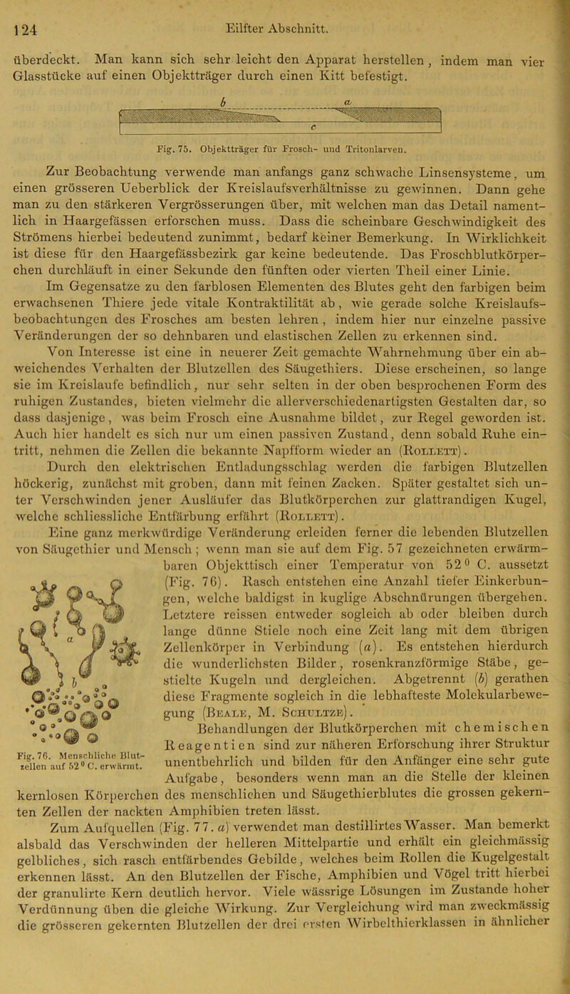 überdeckt. Man kann sich sehr leicht den Apparat herstellen , indem man vier Glasstücke auf einen Objektträger durch einen Kitt befestigt. um Fig. 75. Objektträger für Frosch- und Tritonlarven. Zur Beobachtung verwende man anfangs ganz schwache Linsensysteme. einen grösseren Ueberbliclt der Kreislaufsverhältnisse zu gewinnen. Dann gehe man zu den stärkeren Vergrösserungen über, mit welchen man das Detail nament- lich in Haargefässen erforschen muss. Dass die scheinbare Geschwindigkeit des Strömens hierbei bedeutend zunimmt, bedarf keiner Bemerkung. In Wirklichkeit ist diese für den Haargefässbezirk gar keine bedeutende. Das Froschblutkörper- chen durchläuft in einer Sekunde den fünften oder vierten Theil einer Linie. Im Gegensätze zu den farblosen Elementen des Blutes geht den farbigen beim erwachsenen Thiere jede vitale Kontraktilität ab , wie gerade solche Kreislaufs- beobachtungen des Frosches am besten lehren , indem hier nur einzelne passive Veränderungen der so dehnbaren und elastischen Zellen zu erkennen sind. Von Interesse ist eine in neuerer Zeit gemachte Wahrnehmung über ein ab- weichendes Verhalten der Blutzellen des Säugethiers. Diese erscheinen, so lange sie im Kreisläufe befindlich, nur sehr selten in der oben besprochenen Form des ruhigen Zustandes, bieten vielmehr die allerverschiedenartigsten Gestalten dar, so dass dasjenige, was beim Frosch eine Ausnahme bildet, zur Hegel geworden ist. Auch hier handelt es sich nur um einen passiven Zustand, denn sobald Ruhe ein- tritt, nehmen die Zellen die bekannte Napfform wieder an (Roeeett) . Durch den elektrischen Entladungsschlag werden die farbigen Blutzellen höckerig, zunächst mit groben, dann mit feinen Zacken. Später gestaltet sich un- ter Verschwinden jener Ausläufer das Blutkörperchen zur glattrandigen Kugel, welche schliessliche Entfärbung erfährt (Rollett) . Eine ganz merkwürdige Veränderung erleiden ferner die lebenden Blutzellen von Säugethier und Mensch ; wenn man sie auf dem Fig. 57 gezeichneten erwärm- baren Objekttisch einer Temperatur von 52° C. aussetzt (Fig. 76). Rasch entstehen eine Anzahl tiefer Einkerbun- gen, welche baldigst in kuglige Abschnürungen übergehen. Letztere reissen entweder sogleich ab oder bleiben durch lange dünne Stiele noch eine Zeit lang mit dem übrigen Zellenkörper in Verbindung (a). Es entstehen hierdurch die wunderlichsten Bilder, rosenkranzförmige Stäbe, ge- stielte Kugeln und dergleichen. Abgetrennt (£) gerathen diese Fragmente sogleich in die lebhafteste Molckularbewe- gung (Beate, M. Schultze). Behandlungen der Blutkörperchen mit chemischen lteagentien sind zur näheren Erforschung ihrer Struktur unentbehrlich und bilden für den Anfänger eine sehr gute Aufgabe, besonders wenn man an die Stelle der kleinen kernlosen Körperchen des menschlichen und Säugethierblutes die grossen gekern- ten Zellen der nackten Amphibien treten lässt. Zum Aufquellen (Fig. 77. a) verwendet man destillirtes Wasser. Man bemerkt alsbald das Verschwinden der helleren Mittelpartie und erhält ein gleichmässig gelbliches, sich rasch entfärbendes Gebilde, welches beim Rollen die Kugelgestalt erkennen lässt. An den Blutzellen der Fische, Amphibien und Vögel tritt hierbei der granulirte Kern deutlich hervor. Viele wässrige Lösungen im Zustande hoher Verdünnung üben die gleiche Wirkung. Zur Vergleichung wird man zweckmässig die grösseren gekernten Blutzellen der drei ersten Wirbelthierklassen in ähnlicher