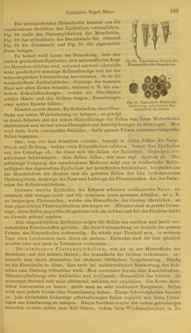 Die nebenstehenden Holzschnitte können uns die verschiedenen Gestalten des Epithelium versinnlichen, Fig. S8 stellt das Plattenepithelium der Mundhöhle, Fig. S9 das zylindrische des Darmkanals dar, während Fig. 90 die flimmernde und Fig. 91 die pigmentirte Form bringen. Es bedarf wohl kaum der Bemerkung, dass nur stärker geschichtete Epithelien dem unbewaffneten Auge des Menschen sichtbar sind, während schwach oder nicht mehr geschichtete derartige Zellenüberzüge erst bei der mikroskopischen Untersuchung hervortreten. So ist die massenhafteste Epithelialdecke , diejenige der äusseren Haut seit alten Zeiten bekannt, während z. B.'die ein- fachen Zellenbekleidungen, welche die Oberflächen seröser Häute und der Gefässe tragen, Erwerbungen einer späten Epoche bilden. Handelt es sich darum, Epithelialzellen einer Ober- fläche zur ersten Wahrnehmung zu bringen, so genügt es durch Schaben mit der reinen Skalpellklinge die Zellen von ihrem Mutterboden abzutrennen und sie mit etw^as Flüssigkeit auf den Objektträger zu übertragen. Man wird dann theils vereinzelten Gebilden, theils ganzen Fetzen zusammenhängender Zellen begegnen. Das, was wir hier künstlich erzielen, besorgt in vielen Fällen die Natur. Druck und Reibung, welche viele Körperflächen erfahren, trennt ihre Epithelien von der Unterlage ab. So lösen sich die Zellen der Epidermis, diejenigen ver- schiedener Schleimhäute. Alte Zellen fallen, wie man sagt, spontan ab. Der schleimige Ueberzug der verschiedenen Mukosen zeigt uns in wechselnder Reich- haltigkeit das abgeworfene Epithelium der betreffenden Schleimhaut, beispielsweise der Mundschleim die ältesten und die grössten Zellen des hier vorkommenden Plattenepithels, derjenige der Nase und Luftwege die Flimmerzellen, der des Darm- rohrs das Zylinderepithelium. Indessen manche Epithelien des Körpers scheinen ausdauernder Natur, sie erneuern sich weniger rasch und wir vermissen jenes spontane Abfallen, so z. B. an denjenigen Plattenzellen, welche die Hinterfläche der Cornea überziehen, an dem pigmentirten Pflasterepithelium des Auges etc. Mitunter sind es gerade Ueber- züge, deren Zellen gegenüber Reagentien sich als delikat und bei derFäulniss leicht zu Grunde gehend ergeben. Alle ungeschichteten Epithelien zeigen die Zellen aus -weichen und leicht ver- änderlichen Eiweissstoffen gebildet. Zu ihrer Untersuchung ist deshalb die grösste Frische des Körpertheiles nothwendig. Es würde eine Thorheit sein, in mehrere Tage alten Leichnamen nach ihnen zu suchen. Entweder sind sie hier gänzlich zerstört oder nur noch in Trümmern vorhanden. Die einfachen Plattenepithelien, wie sie an der Hinterfläche der Hornhaut, auf den serösen Säcken, der Innenfläche der Gefässe Vorkommen, un- tersucht man durch Abschaben bei stärkerer (4001'acher) Vergrösserung. Häufig ist die Einzelzelle so blass , dass auch bei nachdrücklicher Beschattung des Seh- feldes eine Färbung wünschbar wird. Man verwendet hierzu eine Karmintinktur, Ilämatoxylinlösung oder Anilinblau und Anilinroth. Namentlich das letztere, als momentan färbend und nicht alterirend, möchten wir empfehlen. Um Kerne deut- licher hervortreten zu lassen, greife man zu sehr verdünnter Essigsäure. Selten wird man jedoch hierzu eine Veranlassung haben. Einige Schwierigkeiten bereitet es, jene einfachsten Ueberzüge pflasterförmiger Zellen zugleich mit ihren Unter- lagen zur Anschauung zu bringen. Dünne Vertikalschnitte des vorher getrockneten Gewebes werden selten zum Ziel führen, indem beim Wiederaufweichen in der Fig. 90. Verschiedene Formen der Flimmerzellen des Säugethiers. Fig. 91. Pigmentirte Plattenepi- thelien (sog. polyedrische Pig- mentzellcn) des Schafs.