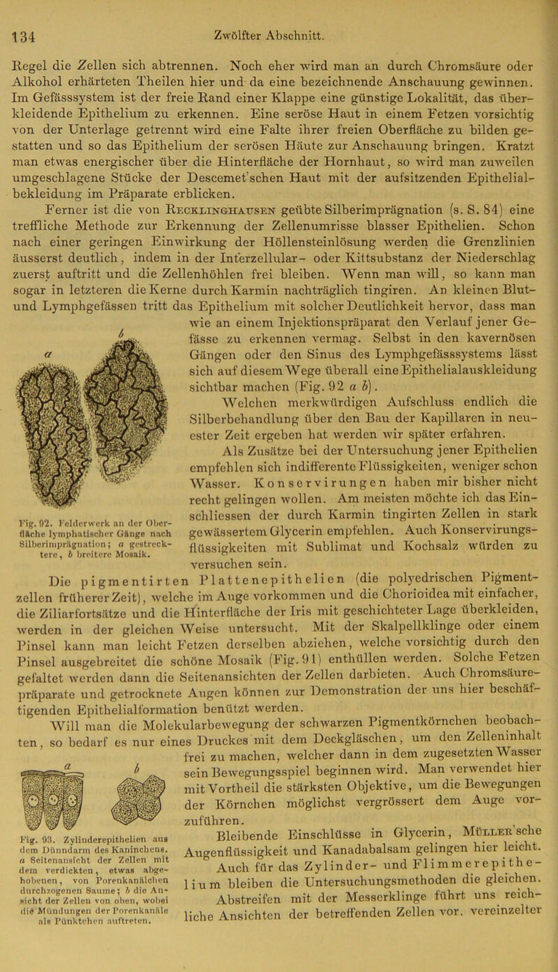 Regel die Zellen sich ab trennen. Noch eher wird man an durch Chromsäure oder Alkohol erhärteten Theilen hier und da eine bezeichnende Anschauung gewinnen. Im Gefässsystem ist der freie Rand einer Klappe eine günstige Lokalität, das über- kleidende Epithelium zu erkennen. Eine seröse Haut in einem Fetzen vorsichtig von der Unterlage getrennt wird eine Falte ihrer freien Oberfläche zu bilden ge- statten und so das Epithelium der serösen Häute zur Anschauung bringen. Kratzt man etwas energischer über die Hinterfläche der Hornhaut, so wird man zuweilen umgeschlagene Stücke der Descemet’schen Haut mit der aufsitzenden Epithelial- bekleidung im Präparate erblicken. Ferner ist die von Recklinghausen geübte Silberimprägnation (s. S. 84) eine treffliche Methode zur Erkennung der Zellenumrisse blasser Epithelien. Schon nach einer geringen Einwirkung der Höllensteinlösung werden die Grenzlinien äusserst deutlich, indem in der Interzellular- oder Kiltsubstanz der Niederschlag zuerst auftritt und die Zellenhöhlen frei bleiben. Wenn man will, so kann man sogar in letzteren die Kerne durch Karmin nachträglich tingiren. An kleinen Blut- und Lymphgefässen tritt das Epithelium mit solcher Deutlichkeit hervor, dass man wie an einem Injektionspräparat den Verlauf jener Ge- fässe zu erkennen vermag. Selbst in den kavernösen Gängen oder den Sinus des Lympligefässsystems lässt sich auf diesem Wege überall eine Epithelialauskleidung sichtbar machen (Fig. 92 ab). Welchen merkwürdigen Aufschluss endlich die Silberbehandlung über den Bau der Kapillaren in neu- ester Zeit ergeben hat werden wir später erfahren. Als Zusätze bei der Untersuchung jener Epithelien empfehlen sich indifferente Flüssigkeiten, weniger schon Wasser. Ivonservirungen haben mir bisher nicht recht gelingen wollen. Am meisten möchte ich dasEin- schliessen der durch Karmin tingirten Zellen in stark gewässertem Glycerin empfehlen. Auch Konservirungs- fliissigkeiten mit Sublimat und Kochsalz würden zu versuchen sein. Die pigmentirtcn Plattenepithelien (die polyedrischen 1 igment- zellcn früherer Zeit), welche im Auge Vorkommen und die Ghorioidea mit einfacher, die Ziliarfortsätze und die Hinterfläche der Iris mit geschichteter Lage übeikleiden, werden in der gleichen Weise untersucht. Mit der Skalpellklinge oder einem Pinsel kann man leicht Fetzen derselben abziehen, welche vorsichtig durch den Pinsel ausgebreitet die schöne Mosaik (Fig. 91) enthüllen werden. Solche Fetzen gefaltet werden dann die Seitenansichten der Zellen darbieten. Auch Chromsäure- präparate und getrocknete Augen können zur Demonstration der uns hier beschäf- tigenden Epithelialformation benützt werden. Will man die Molekularbewegung der schwarzen Pigmentkörnchen beobach- ten, so bedarf es nur eines Druckes mit dem Deckgläschen, um den Zelleninhalt frei zu machen, welcher dann in dem zugesetzten Wasser sein Bewegungsspiel beginnen wird. Man verwendet hiei mit Vortheil die stärksten Objektive, um die Bewegungen der Körnchen möglichst vergrössert dem Auge vor- zuführen. . , Bleibende Einschlüsse in Glycerin, Müller sehe Augenflüssigkeit und Kanadabalsam gelingen hier leicht. Auch für das Zylinder- und Fl immer epithe- lium bleiben die Untersuchungsmethoden die gleichen. Abstreifen mit der Messerklinge führt uns reich- liche Ansichten der betreffenden Zellen vor, vereinzelter Fig. 02. Feldcrwerk an der Ober- fläche lymphatischer Gänge nach Silberimprägnatlon; a gestreck- tere, b breitere Mosaik. Fig. 93. Zylinderepithelien aus dem Dünndarm des Kaninchens. a Seitenansicht der Zellen mit dem verdickten, etwas abge- hobenen, von Porenkanälchen durchzogenen Saume; b die An- sicht der Zellen von oben, wobei die Mündungen der Porenkanäle als Pünktchen auftreten.