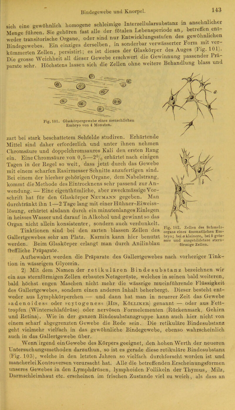Bindegewebe und Knorpel. i“A3 sich eine gewöhnlich homogene schleimige Interzellularsubstanz in ansehnlicher Menge führen. Sie gehören fast alle der fötalen Lebensperiode an, betreffen ent weder transitorische Organe, oder sind nur Entwicklungsstufen des gewöhnlichen Bindegewebes. Ein einziges derselben, in sonderbar verwässerter Formi mit ver- kümmerten Zellen, persistirt; es ist dieses der Glaskörper des Auges (Fig. 101). Die -rosse Weichheit all dieser Gewebe erschwert die Gewinnung passender Prä- parate sehr. Höchstens lassen sich die Zellen ohne weitere Behandlung blass und bryo; bei a kleinere, bei b grös- sere und ausgebildetere stern- förmige Zellen. Fig. 101. Glaskörpergewebe eines menschlichen Embryo von 4 Monaten. zart bei stark beschattetem Sehfelde studiren. Erhärtende Mittel sind daher erforderlich und unter ihnen nehmen Chromsäure und doppelchromsaures Kali den ersten Rang ein. Eine Chromsäure von 0,5—2°/0 erhärtet nach einigen Tagen in der Regel so weit, dass jetzt durch das Gewebe mit einem scharfen Rasirmesser Schnitte anzufertigen sind. Bei einem der hierher gehörigen Organe, dem Nabelstrang, kommt die Methode des Eintrocknens sehr passend zur An- wendung. — Eine eigentümliche, aber zweckmässige Vor- schrift hat für den Glaskörper Neumann gegeben. Man durch tränkt ihn 1—2 Tage lang mit einer Hühner-Eiweiss- lösung, erhärtet alsdann durch ein minutenlanges Einlegen in heisses Wasser und darauf in Alkohol und gewinnt so das Organ nicht allein konsistenter, sondern auch verdunkelt. Tinktionen sind bei den zarten blassen Zellen des Gallertgewebes sehr am Platz. Karmin kann hier benutzt werden. Beim Glaskörper erlangt man durch Anilinblau theffliehe Präparate. Aufbewahrt werden die Präparate des Gallertgewebes nach vorheriger Tink- tion in wässrigem Glycerin. 2) Mit dem Namen der retikulären Bindesubstanz bezeichnen wir ein aus sternförmigen Zellen erbautes Netzgerüste, welches in seinen bald -weiteren, bald höchst engen Maschen nicht mehr die wässrige mucinführende Flüssigkeit des Gallertgewebes, sondern einen anderen Inhalt beherbergt-. Dieser besteht ent- weder aus Lymphkörperchen — und dann hat man in neuerer Zeit das Gewebe »adenoides« oder »cytogenes« (Hxs, Köllikek) genannt — oder aus Fett- tropfen (Winterschlafdrüse) oder nervösen Formelementen (Rückenmark. Gehirn und Retina). Wie in der ganzen Bindesubstanzgruppe kann auch hier nicht von einem scharf abgegrenzten Gewebe die Rede sein. Die retikuläre Bindesubstanz geht vielmehr vielfach in das gewöhnliche Bindegewebe, ebenso wahrscheinlich auch in das Gallertgewebe über. Wenn irgend ein Gewebe des Körpers geeignet, den hohen Werth der neueren Lntersuehungsmethoden darzuthun, so ist es gerade diese retikuläre Bindesubstanz (Fig. 103), welche in den letzten Jahren so vielfach durchforscht worden ist und mancherlei Kontroversen verursacht hat. Alle die betreffenden Erscheinungsformen unseres Gewebes in den Lymphdrüsen, lymphoiden Follikeln der Thymus, Milz, Darmschleimhaut etc. erscheinen im frischen Zustande viel zu weich, als dass an