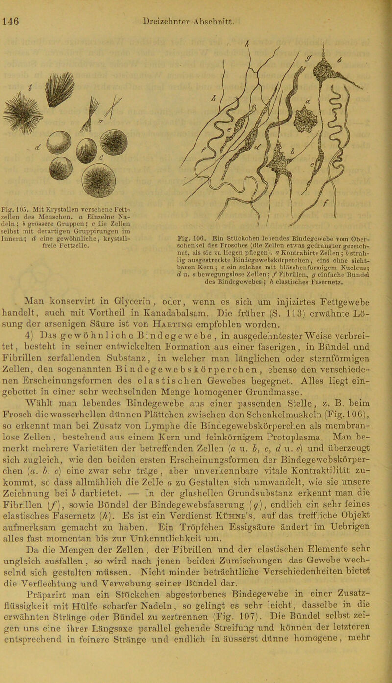 Fig.105. Mit Krystallen versehene Fett- zellen des Menschen, a Einzelne Na- deln ; l> grossere Gruppen; c die Zellen selbst mit derartigen Gruppirungen im Innern; d eine gewöhnliche, krystall- freie Fettzelle. Man konservirt in Glycerin, oder, wenn es sich um injizirtes Fettgewebe handelt, auch mit Vortheil in.Kanadabalsam. Die früher (S. 113) erwähnte Lö- sung der arsenigen Säure ist von Harting empfohlen worden. 4) Das gewöhnliche Bindegewebe, in ausgedehntester Weise verbrei- tet , besteht in seiner entwickelten Formation aus einer faserigen, in Bündel und Fibrillen zerfallenden Substanz, in welcher man länglichen oder sternförmigen Zellen, den sogenannten Bindegewebskörperchen, ebenso den verschiede- nen Erscheinungsformen des elastischen Gewebes begegnet. Alles liegtein- gebettet in einer sehr wechselnden Menge homogener Grundmasse. Wählt man lebendes Bindegewebe aus einer passenden Stelle, z. B. beim Frosch die wasserhellen dünnen Plättchen zwischen den Schenkelmuskeln (Fig.106), so erkennt man bei Zusatz von Lymphe die Bindegewebskörperchen als membran- lose Zellen , bestehend aus einem Kern und feinkörnigem Protoplasma Man be- merkt mehrere Varietäten der betreffenden Zellen (a u. b, c, cl u. e) und überzeugt sich zugleich, wie den beiden ersten Erscheinungsformen der Bindegewebskörper- chen (a. h. c) eine zwar sehr träge, aber unverkennbare vitale Kontraktilität zu- kommt, so dass allmählich die Zelle a zu Gestalten sich umwandelt, wie sie unsere Zeichnung bei b darbietet. — In der glashellen Grundsubstanz erkennt man die Fibrillen (f), sowie Bündel der Bindegewebsfaserung (§r), endlich ein sehr feines elastisches Fasernetz (h). Es ist ein Verdienst Kühne’s, auf das treffliche Objekt aufmerksam gemacht zu haben. Ein Tröpfchen Essigsäure ändert im fiebrigen alles fast momentan bis zur Unkenntlichkeit um. Da die Mengen der Zellen , der Fibrillen und der elastischen Elemente sehr ungleich ausfallen, so wird nach jenen beiden Zumischungen das Gewebe Avech- selnd sich gestalten müssen. Nicht minder beträchtliche Verschiedenheiten bietet die Verflechtung und Verwebung seiner Bündel dar. Präparirt man ein Stückchen abgestorbenes BindegeAvebe in einer Zusatz- flüssigkeit mit Hülfe scharfer Nadeln, so gelingt es sehr leicht, dasselbe in die erwähnten Stränge oder Bündel zu zertrennen (Fig. 107). Die Bündel selbst zei- gen uns eine ihrer Längsaxe parallel gehende Streifung und können der letzteren entsprechend in feinere Stränge und endlich in äusserst dünne homogene, mehr Fig. 106. Ein Stückchen lebendes Bindegewebe vom Ober- schenkel des Frosches (die Zellen etwas gedrängter gezeich- net, als sie zu liegen pflegen), a Kontrahirte Zellen; 5strah- lig ausgestreckte Bindegewebskörperchen, eins ohne sicht- baren Kern; c ein solches mit bläschenförmigem Nucleus; d u. e bewegungslose Zellen ; / Fibrillen, g einfache Bündei des Bindegewebes ; h elastisches Fasernetz.