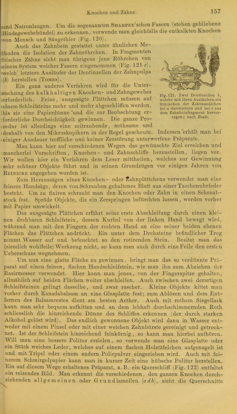 und Natronlaugen. Um die sogenannten Sharfet’sehen Fasern (stehen gebliebene Bindegewebebündel) zu erkennen, verwende man gleichlalls die entkalkten Knochen von Mensch und Säugethier (Fig. 120). Auch das Zahnbein gestattet unter ähnlichen Me- thoden die Isolation der Zahnröhrchen. In Fragmenten •frischer Zähne sieht man übrigens jene Röhrchen von ceinem System weicher Fasern eingenommen (Fig. 121 c], • welch’ letztere Ausläufer der Dentinzellen der Zahnpulpa (b) herstellen (Tomes). Ein ganz anderes Verfahren wird für die Unter- suchung des kalkhaltigen Knochen- und Zahngewebes t erforderlich. Feine, ausgesägte Plättchen müssen auf teinem Schleifsteine mehr und mehr abgeschliffen werden, Ibis sie eine Pajnerdünne 'und die zur Beobachtung er- forderliche Durchsichtigkeit gewinnen. Die ganze Pro- zedur ist allerdings eine zeitraubende, mühsame und i deshalb von den Mikroskopikern in der Regel gescheute. Indessen erhält man bei ieiniger Ausdauer treffliche und keiner Zerstörung unterworfene Präparate. Man kann hier auf verschiedenen Wegen das gewünschte Ziel erreichen und :mancherlei Vorschriften, Knochen- und Zahnschlifle herzustellen, liegen vor. Wir wollen hier ein Verfahren dem Leser mittheilen, welches zur Gewinnung : sehr schöner Objekte führt und in seinen Grundzügen vor einigen Jahren von Reinicke angegeben worden ist. Zum Heraussägen eines Knochen- oder 2ahnplättchens verwendet man eine feinere Handsäge, deren von Schrauben gehaltenes Blatt aus einer Taschenuhrfeder besteht. Um zu fixiren schraubt man den Knochen oder Zahn in einen Schraub- stock fest. Spröde Objekte, die ein Zerspringen befürchten lassen, werden vorher mit Papier umwickelt. Das ausgesägte Plättchen erfährt seine erste Abschleifung durch einen klei- nen drehbaren Schleifstein, dessen Kurbel von der linken Hand bewegt wird, während man mit den Fingern der rechten Hand an eine seiner beiden ebenen Flächen das Plättchen andrückt. Ein unter dem Drehsteine befindlicher Trog nimmt Wasser auf und befeuchtet so den rotirenden Stein. Besitzt man das (ziemlich wohlfeile) Werkzeug nicht, so kann man auch durch eine Feile den ersten Ueberschuss wegnehmen. Um nun eine glatte Fläche zu gewinnen. bringt man das so verdünnte Prä- parat auf einen feinen, flachen Handschleifstein, wie man ihn zum Abziehen der Rasirmesser verwendet. Hier kann man jenes, von der Fingerspitze gehalten, allmählich auf beiden Flächen weiter abschleifen. Auch zwischen zwei derartigen Schleifsteinen gelingt dasselbe, und zwar rascher. Kleine Objekte kittet man vorher durch Kanadabalsam an eine Glasplatte fest; zum Ablösen und dem Ent- fernen des Balsamrestes dient am besten Aether. Auch mit rothem Siegellack kann man sehr bequem aufkitten und an dem lebhaft durchschimmernden Roth schliesslich die hinreichende Dünne des Schliffes erkennen (der durch starken Alkohol gelöst wird). Das endlich gewonnene Objekt wird dann in AVasser ent- weder mit einem Pinsel oder mit einer weichen Zahnbürste gereinigt und getrock- net. Ist der Schleifstein hinreichend feinkörnig, so kann man hierbei aufhören. Will man eine bessere Politur erzielen, so verwende man eine Glasplatte oder ein Stück weiches Leder, welches auf einem flachen Holztäfelchen aufgenagelt ist und mit Tripel oder einem andern Polirpulver eingerieben wird. Auch mit fei- nerem Schmirgelpapier kann man in kurzer Zeit eine hübsche Politur hersteilen. Ihn auf diesem Wege erhaltenes Präparat, z.B. ein Querschliff' (Fig. 122) entfaltet ein reizendes Bild. Man erkennt die verschiedenen, den ganzen Knochen durch- ziehenden allgemeinen oder G r u n d lamellen (adb), sieht die Querschnitte Fig. 121. Zwei Dentinzellen fi, welche mit ihren Ausläufern ein Stückchen der Zahnkanälchen bei a durchsetzen und bei c aus dem Zahnbeinfragment hervor- ragen ; nach Beale.