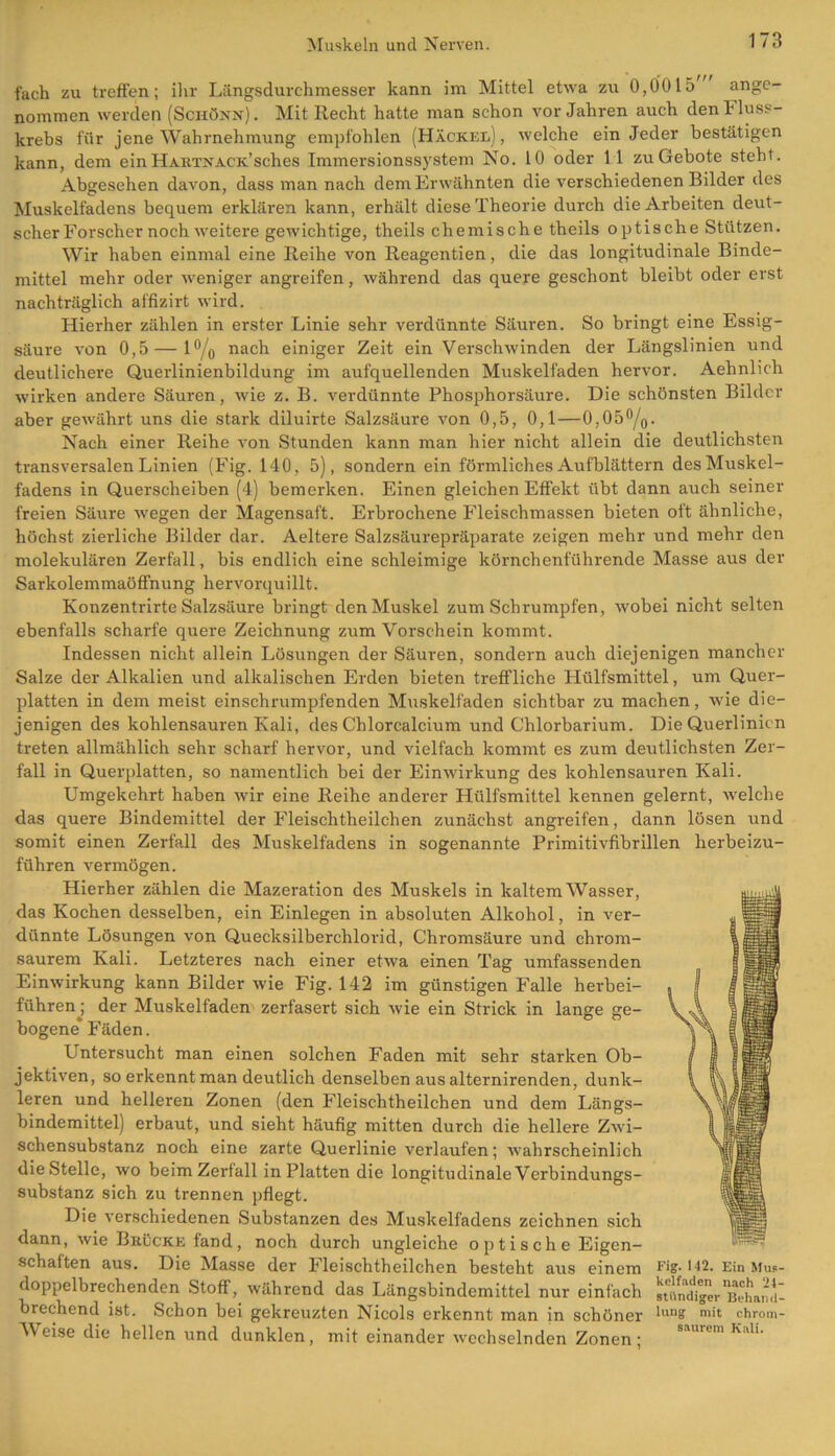 fach zu treffen; ihr Längsdurchmesser kann im Mittel etwa zu 0,0015 ange- nommen werden (Schönn). Mit Recht hatte man schon Vorjahren auch den Fluss- krebs für jene Wahrnehmung empfohlen (Hackel) , welche ein Jeder bestätigen kann, dem ein HARTNACK’sches Immersionssystem No. 10 oder 11 zu Gebote steht. Abgesehen davon, dass man nach dem Erwähnten die verschiedenen Bilder des Muskelfadens bequem erklären kann, erhält diese Theorie durch die Arbeiten deut- scher Forscher noch weitere gewichtige, theils chemische theils optische Stützen. Wir haben einmal eine Reihe von Reagentien, die das longitudinale Binde- mittel mehr oder weniger angreifen, während das quere geschont bleibt oder erst nachträglich affizirt wird. Hierher zählen in erster Linie sehr verdünnte Säuren. So bringt eine Essig- säure von 0,5 — l°/o nach einiger Zeit ein Verschwinden der Längslinien und deutlichere Querlinienbildung im aufquellenden Muskelfaden hervor. Aehnlich wirken andere Säuren, wie z. B. verdünnte Phosphorsäure. Die schönsten Bilder aber gewährt uns die stark diluirte Salzsäure von 0,5, 0,1 — 0,05°/0. Nach einer Reihe von Stunden kann man hier nicht allein die deutlichsten transversalen Linien (Fig. 140, 5), sondern ein förmliches Aufblättern des Muskel- fadens in Querscheiben (4) bemerken. Einen gleichen Effekt übt dann auch seiner freien Säure wegen der Magensaft. Erbrochene Fleischmassen bieten oft ähnliche, höchst zierliche Bilder dar. Aeltere Salzsäurepräparate zeigen mehr und mehr den molekularen Zerfall, bis endlich eine schleimige körnchenführende Masse aus der Sarkolemmaöffnung hervorquillt. Konzentrirte Salzsäure bringt den Muskel zum Schrumpfen, wobei nicht selten ebenfalls scharfe quere Zeichnung zum Vorschein kommt. Indessen nicht allein Lösungen der Säuren, sondern auch diejenigen mancher Salze der Alkalien und alkalischen Erden bieten treffliche Hülfsmittel, um Quer- platten in dem meist einschrumpfenden Muskelfaden sichtbar zu machen, wie die- jenigen des kohlensauren Kali, des Chlorcalcium und Chlorbarium. Die Querlinicn treten allmählich sehr scharf hervor, und vielfach kommt es zum derrtlichsten Zer- fall in Querplatten, so namentlich bei der Einwirkung des kohlensauren Kali. Umgekehrt haben wir eine Reihe anderer Hülfsmittel kennen gelernt, welche das quere Bindemittel der Fleischtheilchen zunächst angreifen, dann lösen und somit einen Zerfall des Muskelfadens in sogenannte Primitivfibrillen herbeizu- führen vermögen. Hierher zählen die Mazeration des Muskels in kaltem AVasser, das Kochen desselben, ein Einlegen in absoluten Alkohol, in ver- dünnte Lösungen von Quecksilberchlorid, Chromsäure und chrom- saurem Kali. Letzteres nach einer etwa einen Tag umfassenden Einwirkung kann Bilder wie Fig. 142 im günstigen Falle herbei- führenj der Muskelfaden zerfasert sich wie ein Strick in lange ge- bogene Fäden. Untersucht man einen solchen Faden mit sehr starken Ob- jektiven, so erkennt man deutlich denselben aus alternirenden, dunk- leren und helleren Zonen (den Fleischtheilchen und dem Längs- bindemittel) erbaut, und sieht häufig mitten durch die hellere Zwi- schensubstanz noch eine zarte Querlinie verlaufen; wahrscheinlich die Stelle, wo beim Zerfall in Platten die longitudinale Verbindungs- substanz sich zu trennen pflegt. Die verschiedenen Substanzen des Muskelfadens zeichnen sich dann, wie Brücke fand, noch durch ungleiche optische Eigen- schaften aus. Die Masse der Fleischtheilchen besteht aus einem Fig. 142. Ein Mup- doppelbrechenden Stoff, während das Längsbindemittel nur einfach sum^ger^haiH4!- brechend ist. Schon bei gekreuzten Nicols erkennt man in schöner 'uns n,it chrom- Meise die hellen und dunklen, mit einander wechselnden Zonen; saurem Kali.