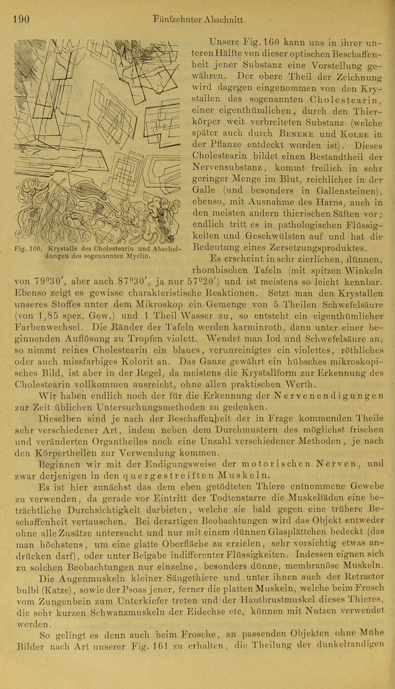 Unsere Fig. 160 kann uns in ihrer un- teren Hälfte von dieser optischen Beschaffen- heit jener Substanz eine Vorstellung ge- währen. Der obere Th eil der Zeichnung wird dagegen eingenommen von den Kry- stallen des sogenannten Cholestearin, einer eigentümlichen, durch den Thier- körper weit verbreiteten Substanz (welche später auch durch Beneke und Kolbe in der Pflanze entdeckt worden ist). Dieses Cholestearin bildet einen Bestandteil der Nervensubstanz, kommt freilich in sehr geringer Menge im Blut, reichlicher in der Galle (und besonders in Gallensteinen), ebenso, mit Ausnahme des Harns, auch in den meisten andern tierischen Säften vor; endlich tritt es in pathologischen Flüssig- keiten und Geschwülsten auf und hat die Bedeutung eines Zersetzungsproduktes. Es erscheint insehr zierlichen, dünnen, rhombischen Tafeln (mit spitzen Winkeln von 79°30\ aber auch 87°3, ja nur rw^O') und ist meistens so leicht kennbar. Ebenso zeigt cs gewisse charakteristische Reaktionen. Setzt man den Krystallen unseres Stoffes unter dem Mikroskop ein Gemenge von 5 Theilen Schwefelsäure (von 1,85 spez. Gew.) und 1 Theil Wasser zu, so entsteht ein eigenthümlicher Farbenwechsel. Die Ränder der Tafeln werden karminroth, dann unter einer be- ginnenden Auflösung zu Tropfen violett. Wendet man Iod und Schwefelsäure an, so nimmt reines Cholestearin ein blaues, verunreinigtes ein violettes, rötbliches oder auch missfarbiges Kolorit an. Das Ganze gewährt ein hübsches mikroskopi- sches Bild, ist aber in der Regel, da meistens die Krystallform zur Erkennung des Cholestearin vollkommen ausreicht, ohne allen praktischen Werth. Wir haben endlich noch der für die Erkennung der Nervenendigungen zur Zeit üblichen Untersuchungsmethoden zu gedenken. Dieselben sind je nach der Beschaffenheit der in Frage kommenden Theile sehr verschiedener Art, indem neben dem Durchmustern des möglichst frischen und veränderten Organtheiles noch eine Unzahl verschiedener Methoden , je nach den Körpörtheilen zur Verwendung kommen. Beginnen wir mit der Endigungsweise der motorischen Nerven, und zwar derjenigen in den quergestreiften Muskeln. Es ist hier zunächst das dem eben getödteten Thiere entnommene Gewebe zu verwenden, da gerade vor Eintritt der Todtenstarre die Muskelfäden eine be- trächtliche Durchsichtigkeit darbieten, welche sie bald gegen eine trübere Be- schaffenheit vertauschen. Bei derartigen Beobachtungen wird das Objekt entweder ohne alle Zusätze untersucht und nur mit einem dünnen Glasplättchen bedeckt (das man höchstens, um eine glatte Oberfläche zu erzielen, sehr vorsichtig etwas an- drücken darf), oder unter Beigabe indifferenter Flüssigkeiten. Indessen eignen sieb zu solchen Beobachtungen nur einzelne, besonders dünne, membranöse Muskeln. Die Augenmuskeln kleiner Säugethiere und unter ihnen auch der Retractor bulbi (Katze), sowie der Psoas jener, ferner die platten Muskeln, welche beim Frosch vom Zungenbein zum Unterkiefer treten und der Hautbrustmuskel dieses lhjeres, die sehr kurzen Schwanzmuskeln der Eidechse etc, können mit Nutzen verwendet werden. So gelingt es denn auch beim Frosche, an passenden Objekten ohne Mühe Bilder nach Art unserer Fig. 161 zu erhalten, die Theilung der dunkelrandigen Fig. 100. Krystalle des Cholestearin und Abschei- dungen des sogenannten Myelin.