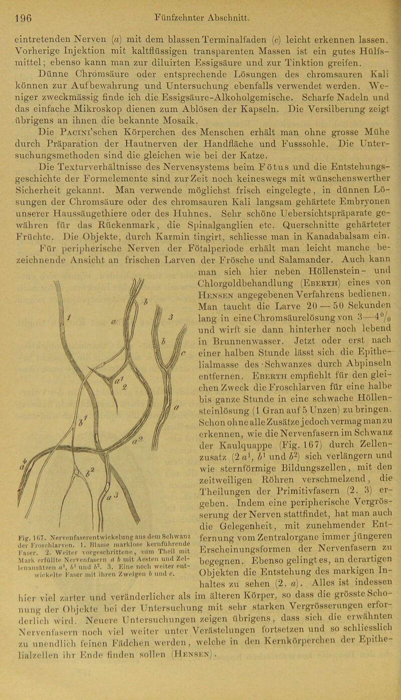 eintretenden Nerven («) mit dem blassen Terminalfaden (e) leicht erkennen lassen. Vorherige Injektion mit kaltflüssigen transparenten Massen ist ein gutes Hülfs- mittel; ebenso kann man zur diluirten Essigsäure und zur Tinktion greifen. Dünne Chrdmsäure oder entsprechende Lösungen des chromsauren Kali können zur Aufbewahrung und Untersuchung ebenfalls verwendet werden. We- niger zweckmässig finde ich die Essigsäure-Alkoholgemische. Scharfe Nadeln und das einfache Mikroskop dienen zum Ablösen der Kapseln. Die Versilberung zeigt übrigens an ihnen die bekannte Mosaik. Die Pacixi’sehen Körperchen des Menschen erhält man ohne grosse Mühe durch Präparation der Hautnerven der Handfläche und Fusssohle. Die Unter- suchungsmethoden sind die gleichen wie bei der Katze. Die Texturverhältnisse des Nervensystems beim Fötus und die Entstehungs- geschichte der Formelemente sind zurZeit noch keineswegs mit wünschen sweyther Sicherheit gekannt. Man verwende möglichst frisch eingelegte, in dünnen Lö- sungen der Chromsäure oder des chromsauren Kali langsam gehärtete Embryonen unserer Haussäugethiere oder des Huhnes. Sehr schöne Uebersiehtspräparate ge- währen für das Rückenmark, die Spinalganglien etc. Querschnitte gehärteter Früchte. Die Objekte, durch Karmin tingirt, schliesse man in Kanadabalsam ein. Für peripherische Nerven der Fötalperiode erhält man leicht manche be- zeichnende Ansicht an frischen Larven der Frösche und Salamander. Auch kann man sich hier neben Höllenstein - und Chlorgoldbehandlung (Eberth) eines von Henskn angegebenen Verfahrens bedienen. Man taucht die Larve 20 — 50 Sekunden lang in eine Chromsäurelösung von 3—4°/ 0 und wirft sie dann hinterher noch lebend in Brunnenwasser. Jetzt oder erst nach einer halben Stunde lässt sich die Epithe— lialmas.se des •Schwanzes durch Abpinseln entfernen. Eberth empfiehlt für den glei- chen Zweck die Froschlarven für eine halbe bis ganze Stunde in eine schwache Höllen- steinlösung (1 Gran auf 5 Unzen) zu bringen. Schon oh ne alle Zusätze j edoch vermag man zu erkennen, wie die Nervenfasern im Schwanz der Kaulquappe (Fig. 167) durch Zellen- zusatz (2 b' und Z>2) sich verlängern und wie sternförmige Bildungszellen, mit den zeitweiligen Röhren verschmelzend, die Theilungen der Primitivfasern (2. 3) er- geben. Indem eine peripherische Vergrös- serung der Nerven stattfindet, hat man auch die Gelegenheit, mit zunehmender Ent- fernung vom Zentralorgane immer jüngeren Erscheinungsformen der Nervenfasern zu begegnen. Ebenso gelingt es, an derartigen Objekten die Entstehung des markigen In- haltes zu sehen (2. a). Alles ist indessen hier viel zarter und veränderlicher als im älteren Körper, so dass die grösste Scho- nung der Objekte bei der Untersuchung mit sehr starken Vergrösserungen erfor- derlich wird' Neuere Untersuchungen zeigen übrigens, dass sich die erwähnten Nervenfasern noch viel weiter unter Verästelungen fortsetzen und so schliesslich zu unendlich feinen Fädchen werden, welche in den Kernkörperchen der Epithe- lialzellen ihr Ende finden sollen (Hensen) . fig. | (17. Nerven faseren t Wickelung aus dem Schwanz der Froschlarven. 1. Blasse marklose kernführendo Faser. 2. Weiter vorgeschrittene, zum Theil mit Mark erfüllte Nervenfasern a b mit Aesten und Zel- lenansätzen b' und /A 3. Eine noch weiter ent- wickelte Faser mit ihren Zweigen b und c.