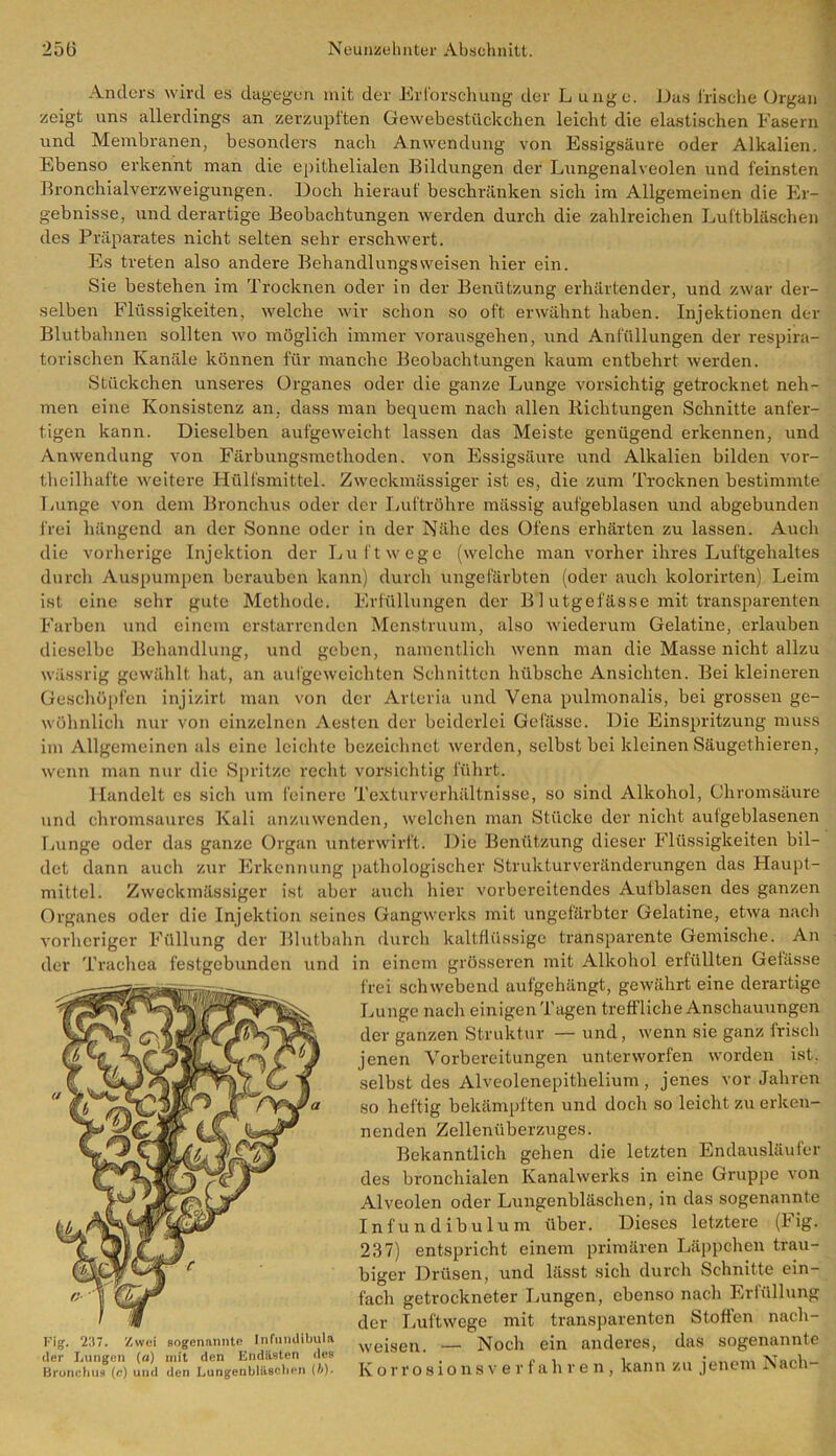 Anders wird es dagegen mit der Erforschung der L unge. Das frische Organ zeigt uns allerdings an zerzupften Gewebestückchen leicht die elastischen Fasern und Membranen, besonders nach Anwendung von Essigsäure oder Alkalien. Ebenso erkennt man die epithelialen Bildungen der Lungenalveolen und feinsten Bronchialverzweigungen. Doch hierauf beschränken sich im Allgemeinen die Er- gebnisse, und derartige Beobachtungen werden durch die zahlreichen Luftbläschen des Präparates nicht selten sehr erschwert. Es treten also andere Behandlungsweisen hier ein. Sie bestehen im Trocknen oder in der Benützung erhärtender, und zwar der- selben Flüssigkeiten, welche wir schon so oft erwähnt haben. Injektionen der Blutbahnen sollten wo möglich immer vorausgehen, und Anfüllungen der respira- torischen Kanäle können für manche Beobachtungen kaum entbehrt werden. Stückchen unseres Organes oder die ganze Lunge vorsichtig getrocknet neh- men eine Konsistenz an. dass man bequem nach allen Richtungen Schnitte anfer- tigen kann. Dieselben aufgeweicht lassen das Meiste genügend erkennen, und Anwendung von Färbungsmethoden, von Essigsäure und Alkalien bilden vor- theilhafte weitere Hülfsmittel. Zweckmässiger ist es, die zum Trocknen bestimmte Lunge von dem Bronchus oder der Luftröhre mässig aufgeblasen und abgebunden frei hängend an der Sonne oder in der Nähe des Ofens erhärten zu lassen. Auch die vorherige Injektion der Luftwege (welche man vorher ihres Luftgehaltes durch Auspumpen berauben kann) durch ungefärbten (oder auch kolorirten) Leim ist eine sehr gute Methode. Erfüllungen der B1 utgefässe mit transparenten Farben und einem erstarrenden Menstruum, also wiederum Gelatine, erlauben dieselbe Behandlung, und geben, namentlich wenn man die Masse nicht allzu wässrig gewählt hat, an aufgeweichten Schnitten hübsche Ansichten. Bei kleineren Geschöpfen injizirt man von der Artcria und Vena pulmonalis, bei grossen ge- wöhnlich nur von einzelnen Aesten der beiderlei Gefässc. Die Einspritzung muss im Allgemeinen als eine leichte bezeichnet werden, selbst bei kleinen Säugethieren, wenn man nur die Spritze recht vorsichtig führt. Handelt es sich um feinere Texturverhältnisse, so sind Alkohol, Chromsäure und chromsaures Kali anzuwenden, welchen man Stücke der nicht aulgeblasenen Lunge oder das ganze Organ unterwirft. Die Benützung dieser Flüssigkeiten bil- det dann auch zur Erkennung pathologischer Strukturveränderungen das Haupt- mittel. Zweckmässiger ist aber auch hier vorbereitendes Auiblasen des ganzen Organes oder die Injektion seines Gangwerks mit ungefärbter Gelatine, etwa nach vorheriger Füllung der Blutbahn durch kaltflüssige transparente Gemische. An der Trachea festgebunden und in einem grösseren mit Alkohol erfüllten Getässe frei schwebend aufgehängt, gewährt eine derartige Lunge nach einigen Tagen treffliche Anschauungen der ganzen Struktur — und, wenn sie ganz irisch jenen Vorbereitungen unterworfen worden ist. selbst des Alveolenepithelium , jenes Vorjahren so heftig bekämpften und doch so leicht zu erken- nenden Zellenüberzuges. Bekanntlich gehen die letzten Endausläufer des bronchialen Kanalwerks in eine Gruppe von Alveolen oder Lungenbläschen, in das sogenannte Infundibulum über. Dieses letztere (Fig. 237) entspricht einem primären Läppchen trau- biger Drüsen, und lässt sich durch Schnitte ein- fach getrockneter Lungen, ebenso nach Erfüllung der Luftwege mit transparenten Stoffen nach- weisen. — Noch ein anderes, das sogenannte Korrosionsverfahren, kann zu jenem Nach-