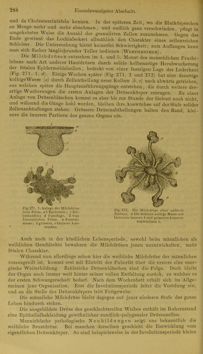 und da Cdrolestearintafeln kennen. In der späteren Zeit, wo die Blutkörperchen an Menge mehr und mehr abnehmen, und endlich ganz verschwinden, pflegt in umgekehrter Weise die Anzahl der granulirten Zellen zuzunehmen. Gegen das Ende, gewinnt das Lochialsekret allmählich den Charakter eines zellenreichen Schleims. Die Untersuchung bietet keinerlei Schwierigkeit; zum Auffangen kann man sich flacher länglichrunder Teller bedienen (Wehthheimee.) . Die Milchdrüsen entstehen im 4. und 5. Monat des menschlichen Frucht- lebens nach Art anderer Hautdrüsen durch solide kolbenartige Herabwucherung der fötalen Epidermoidalzellen, bedeckt von einer faserigen Lage der Lederhaut (Fig. 271. 1. d). Einige Wochen später (Fig. 271. 2 und 272) hat eine derartige kolbigeWarze (a) durch Zellentheilung neue Kolben (b. c) nach abwärts getrieben, aus welchen später die Hauptausführungsgänge entstehen, die durch weitere der- artige Wucherungen die ersten Anlagen der Drüsenkörper erzeugen. Zu einer Anlage von Drüsenbläschen kommt es aber bis zur Stunde der Geburt noch nicht, und während die Gänge hohl werden, bleiben ihre Auswüchse auf der Stufe solider Zellenanhäutungen stehen. Grössere Drüsenabtheilungen halten den Rand, klei- nere die inneren Partieen des ganzen Organs ein. o Fig.271. 1. Anlage der Milchdrüse beim Fötus. a b Epidermis ; o Zel- lenhaufen ; d Faserlage. 2 vom 7monatlichen Filtus. u Zentral- masse; b grössere, c kleinere Aus- wüchse. Fig. 272. Die Milchdrüse eines anderen Embryo, a Die mittlere kolbige Masse mit kleineren inneren b und grösseren Äusseren Auswüchsen c. Auch noch in der kindlichen Lebensperiode, sowohl beim männlichen als weiblichen Geschlechte bewahren die Milchdrüsen jenen unentwickelten, mehr fötalen Charakter. Während nun allerdings schon hier die weibliche Milchdrüse der männlichen vorausgeeilt ist, kommt erst mit Eintritt der Pubertät über die erstere eine ener- gische Weiterbildung. Zahlreiche Drüsenbläschen sind die Folge. Doch bleibt das Organ noch immer weit hinter seiner vollen Entfaltung zurück, zu welcher es der ersten Schwangerschaft bedarf. Nach dem Wochenbett erhält sich im Allge- meinen jene Organisation. Erst die Involutionsperiode leitet die Verödung ein, und an die Stelle des Drüsenkörpers tritt Fettgewebe. Die männliche Milchdrüse bleibt dagegen auf jener niederen Stufe das ganze Leben hindurch stehen. Die ausgebildete Drüse des geschlechtsreifen Weibes enthält im Ruhezustand eine Epithelialbekleidung gewöhnlicher rundlich-polygonaler Drüsenzellen. Mannichfache pathologische Neubildungen zeigt uns bekanntlich die weibliche Brustdrüse. Bei manchen derselben geschieht die Entwicklung vom eigentlichen Drüsenkörper. So sind beispielsweise in der Involutionsperiode kleine