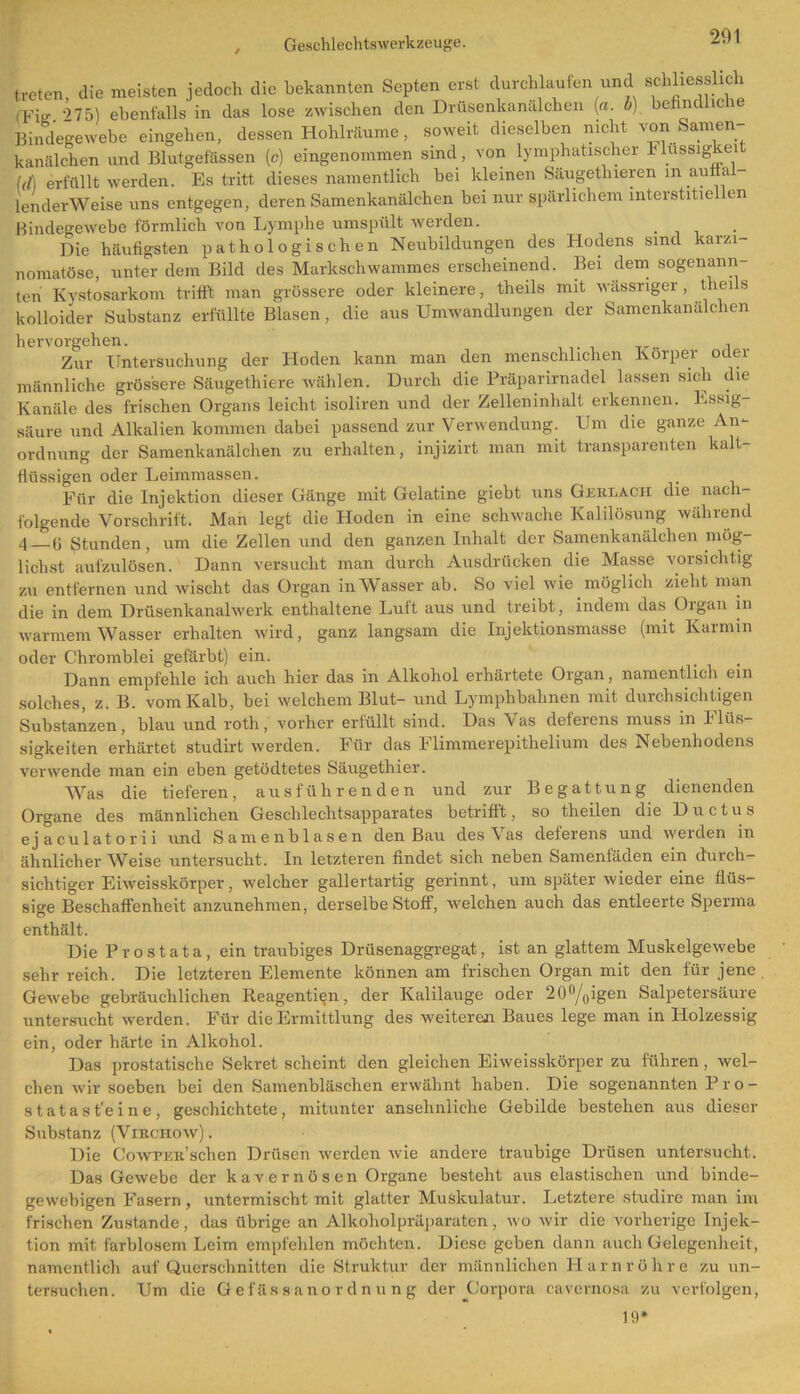 treten, die meisten jedoch die bekannten Septen erst durchlaufen und schliesslich (FifJ 975) ebenfalls in das lose zwischen den Drüsenkanälchen [n. I) befindliche Bindegewebe eingehen, dessen Hohlräume, soweit dieselben nicht von Samen- kanälchen und Blutgefässen (c) eingenommen sind, von lymphatischer Flüssig ei u\ erfüllt werden. Es tritt dieses namentlich bei kleinen Säugethieren in aulta lenderWeise uns entgegen, deren Samenkanälchen bei nur spärlichem interstitie en Bindegewebe förmlich von Lymphe umspült werden. Die häufigsten pathologischen Neubildungen des Hodens sind kaizi- nomatöse, unter dem Bild des Markschwammes erscheinend. Bei dem sogenann- ten Kystosarkom trifft man grössere oder kleinere, theils mit wässriger, thei s kolloider Substanz erfüllte Blasen, die aus Umwandlungen der Samenkanälchen hervorgehen. , Zur Untersuchung der Hoden kann man den menschlichen Körper odei männliche grössere Säugethiere wählen. Durch die Präparirnadel lassen sich die Kanäle des frischen Organs leicht isoliren und der Zelleninhalt erkennen. Essig- säure und Alkalien kommen dabei passend zur Verwendung. Um die ganze An- ordnung der Samenkanälchen zu erhalten, injizirt man mit transparenten kalt- flüssigen oder Leimmassen. Für die Injektion dieser Gänge mit Gelatine giebt uns Gert,ach die nach- folgende Vorschrift. Man legt die Hoden in eine schwache Kalilösung während 4 —G Stunden, um die Zellen und den ganzen Inhalt der Samenkanälchen mög- lichst aufzulösen. Dann versucht man durch Ausdrücken die Masse vorsichtig zu entfernen und wischt das Organ inWasser ab. So viel wie möglich zieht man die in dem Drüsenkanalwerk enthaltene Luft aus und treibt, indem das Oigan in warmem Wasser erhalten wird, ganz langsam die Injektionsmasse (mit Karmin oder Chromblei gefärbt) ein. Dann empfehle ich auch hier das in Alkohol erhärtete Organ, namentlich ein solches, z. B. vom Kalb, bei welchem Blut- und Lymphbahnen mit durchsichtigen Substanzen, blau und roth, vorher erfüllt sind. Das Vas deferens muss in Flüs- sigkeiten erhärtet studirt werden. Für das Flimmerepithelium des Nebenhodens verwende man ein eben getödtetes Säugethier. Was die tieferen, aus führenden und zur Begattung dienenden Organe des männlichen Geschlechtsapparates betrittt, so theilen die Ductus ejaculatorii und Samenblasen den Bau des \as deferens und weiden in ähnlicherWeise untersucht. In letzteren findet sich neben Samenfäden ein durch- sichtiger Eiweisskörper, welcher gallertartig gerinnt, um später wieder eine flüs- sige Beschaffenheit anzunehmen, derselbe Stoff, welchen auch das entleerte Sperma enthält. Die Prostata, ein traubiges Drüsenaggregat, ist an glattem Muskelgewebe sehr reich. Die letzteren Elemente können am frischen Organ mit den für jene Gewebe gebräuchlichen Reagenti^n, der Kalilauge oder 20°/0igen Salpetersäure untersucht werden. Für die Ermittlung des weiteren Baues lege man in Idolzessig ein, oder härte in Alkohol. Das prostatische Sekret scheint den gleichen Eiweisskörper zu führen, wel- chen wir soeben bei den Samenbläschen erwähnt haben. Die sogenannten Pro- st at a s t’e i n e , geschichtete, mitunter ansehnliche Gebilde bestehen aus dieser Substanz (Virchow). Die CowPER’schen Drüsen werden wie andere traubige Drüsen untersucht. Das Gewebe der kavernösen Organe besteht aus elastischen und binde- gewebigen Fasern, untermischt mit glatter Muskulatur. Letztere studire man im frischen Zustande, das übrige an Alkoholpräparaten, wo wir die vorherige Injek- tion mit farblosem Leim empfehlen möchten. Diese geben dann auch Gelegenheit, namentlich auf Querschnitten die Struktur der männlichen Harnröhre zu un- tersuchen. Um die Gefässanordnung der Corpora cavernosa zu verfolgen, 19*