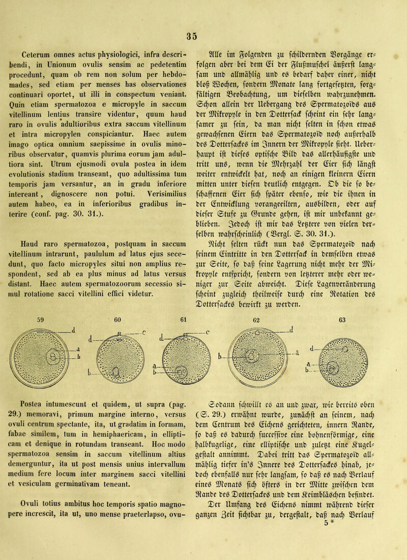 Ceterum omnes actus physiologici, infra descri- bendi, in Unionum ovulis sensim ac pedetentim procedunt, quam ob rem non solum per hebdo- mades, sed etiam per menses has observationes continuari oportet, ut illi in conspectum veniant. Ouin etiam spermatozoa e micropyle in saccum vitellinum lentius transire videntur, quum haud raro in ovulis adultioribus extra saccum vitellinum et intra micropylen conspiciantur. Haec autem imago optica omnium saepissime in ovulis mino- ribus observatur, quamvis plurima eorum jam adul- tiora sint. Utrum ejusmodi ovula postea in idem evolutionis stadium transeant, quo adultissima tum temporis jam versantur, an in gradu inferiore intereant, dignoscere non potui. Verisimilius autem habeo, ea in inferioribus gradibus in- terire (conf. pag. 30. 31.). Haud raro spermatozoa, postquam in saccum vitellinum intrarunt, paululum ad latus ejus sece- dunt, quo facto micropyles situi non amplius re- spondent, sed ab ea plus minus ad latus versus distant. Haec autem spermatozoorum secessio si- mul rotatione sacci vitellini effici videtur. Wlt tm golgcnben ju fdttlbcrnben SSorgäuge er# folgen aber bei bem @i ber j^lvifntufcftel äu^erft lang# [am nnb allmäl^lig unb eö bebarf bafter einer, ni^t blof ffiotften, fonbern SDlonate lang fortgefegten, forg# faltigen Beobachtung, um biefelben ma^hrjunehmen. @(f)on allein ber Uebergang beg ©permatojoib^ au^ ber 2)lilropple in ben 3)otterfacf fcfteint ein fe^r lang# famer ju fein, ba man nicht feiten in fd)on etmaö gemachfenen Siern bag ©permatojoib noch außerhalb bcg 2)otterfarfeg im 3nnern ber SHifropple fieht. Ueber# haupt ift biefep optifche Bilb baö allerhäufigfte unb tritt unö, menn bie SHehrjahl ber ©er fic^ lüngft meiter entmidelt ttoch an einigen fleinern ©crn mitten unter biefen beutlich entgegen. £)b bie fo be# fdhaffenen ©er fich fpäter ebenfo, mie bie ihnen in ber Sntmidlung oorangeeilten, augbilben, ober auf biefer ©tufe ju ©runbe gehen, ift mir unbefannt ge# blieben. Seboch ift mir baö Regiere oon oielen ber== felben mahrf^einlich (Bergl. ©. 30. 31.). 5lH(ht feiten rüdt nun baö ©permatojoib nach feinem ©ntritte in ben 2)otterfacf in bemfelben etwas jur ©eite, fo baf feine Sagerung nicht mehr ber Wlv fropple entfpricht, fonbern »on legterer mehr ober we== niger gur ©eite abweicht. 2)iefe Sagenoeränberung fcheint zugleich theilweife burch eine Siotation beS 2)otterfadeS bewirft ju werben. Postea intumescunt et quidem, ut supra (pag. 29.) memoravi, primum margine interno, versus ovuli centrum spectante, ita, ut gradatim in formam, fabae similem, tum in hemiphaericam, in ellipti- cam et denique in rotundam transeant. Hoc modo spermatozoa sensim in saccum vitellinum altius demerguntur, ita ut post mensis unius intervallum medium fere locum inter marginem sacci vitellini et vesiculam germinativam teneant. Ovuli totius ambitus hoc temporis spatio magno- pere increscit, ita ut, uno mense praeterlapso, ovu- ©obann fchwUlt es an uub gwar, wie bereits oben (©. 29.) erwähnt würbe, jnnächft an feinem, nach bem Zentrum beö ©chenö gerichteten, innern 9ianbe, fo bah baburch fuccefftoe eine bohnenfbrmige, eine halbfugelige, eine elliptifche nnb julegt eine jlugel# geftalt annimmt. ®abei tritt baP ©permatojoib all# mählig tiefer in’ö 3nnere beö 2)otter|^acfe^ hw^^/ boch ebenfalls nur fehr langfam, fo baf eö nach Berlanf eineg SHonatg fich bfterg in ber 5D^itte jwifchen bem 9ianbe beg Dotterfaefeg unb bem ^eimbläg^en befinbet. 2)er Umfang beg ©cheng nimmt wöhrenb biefer ganzen 3^1 fichtbar ju, bergeftalt, baf nach Berlauf 5*