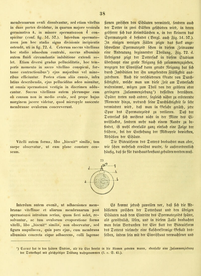 membranarum ovuli dissolvantur, sed etiam vitellus in duas partes dividatur, in quarum majore vesicula germinativa a, in minore spermatozoon d con- spicitur (conf. fig. 51. 57.). Interdum spermato- zoon jam hoc stadio signa divisionis incipientis ostendit, uti in fig. 72. d. Ceterum saccus vitellinus hoc stadio admodum contrahi, saccus albuminis autem fluidi circumdantis imbibitione extendi so- let. Etiam diversi gradus pelluciditatis, hoc tem- poris momento in sacco vitellino conspicui, for- tasse contractionibus^) ejus majoribus vel mino- ribus efficiuntur. Postea etiam aliis causis, infra latius describendis, ejus pelluciditas adeo minuitur, ut omnia spermatozoi vestigia in discrimen addu- cantur. Saccus vitellinus autem plerumque eam ob causam non in medio ovulo, sed prope hujus marginem jacere videtur, quod micropyle nascente membranae ovulorum concreverunt. Vitelli autem forma, libo „biscuit“ similis, tam saepe observatur, ut eam plane constare cen- seam. ftonm ben ßtftäuten »ermittelt, fonbern auc^ ber 2)otter in ;^mei ■Hälften gefc^ieben mirb, in beren größerer fic^ ba^ j^eimbläöc^en a, in ber fleinern baö ©permato^oib d befinbet (SSergl au(| g-ig. 51. 57.). 3n einigen wenigen gälten geigte ba^ ftarf ange# fd)Wolfene ©permotogoib fc^on in biefem 3eilr<tume eine Slnbeutung beginnenber 2:i)eitung, gig. 72. d. Uebrigenö geigt ber 2)otterfacf in biefem ©tabium überhaupt eine grofe S^teigung fti^ gufammengugtelten, wogegen ber ©wei^fadf bann gerabe 5feigung ^)at fti^ burcl) 3mbibition ber i^n umgebenben glüfftgfeit gubcl^nen. ^ud) bie »erfdtiebenen ®rabe »on ®ur^# fid)tigfeit, welche man um biefe 3eit cittt 2)otterfade wal)rnimmt, mögen gum St^eil »on ber gröfern ober geringem 3ufantmengiel)ung3 beffelben l^crrültren. ©pater treten nod; anbere, fogleid) nälter gu erörternbe SDtomcnte I^ingu, woburd; feine $urc|ftc^tigfeit fo fel^r »erminbert wirb, bap man in ©efaltr gerätl), jebe ©pur beö ©permatogoibö gu »erliereu. 2)ap ber 2>otterfarf fti^ meiftend nid;t in ber 2)titte beö (Ji? wciffadee, fonbern me!^r nac^ einem 3>ianbe gu be= ftubet, ift wol)l ebeufallö gang einfad) eine golge ber frül)ern, bei ber ßntfteltung ber 3)tifropple bewirften, 5tbl)äfion ber (Ji^äute. 2)ie 35igcuitform beg ©otterö beobad)tet man aber, wie fd)on me^rfad) erwäl)nt würbe, fo auferorbentlii^ l)äufig, baf fie für burd)auöfonftantgel)altenwerbenmu^. Interdum autem evenit, ut adhaesiones mem- branae vitellinae et aliarum membranarum post spermatozoi introitum serius, quam fieri solet, re- solvantur, ac tum ovulorum evaporatione forma vitelli, libo „biscuit“ similis, non observatur, sed figura ampullacea, quia pars ejus, cum membrana albuminis concreta eique adhaerens, colli lagenae fommt jebod) guweilen »or, bap ftd) bie 2lb? ^äfionen gwifd)en ber 2)otter^ut unb ben übrigen ßi^äuten nac^ bem Eintritte beö ©permatogo'ibö fpäter, alö gewöl)nlic^, löfen, unb in biefem galle beobad)tet man beim SSerbunften ber ©er ftatt ber S3igcuitform beö ©Ottern »ielme^r eine flafc^cnförmige ©eftalt be^^ felben, inbem fein mit ber ©weifl)aut »erwac^fener unb ^“) Saruö bat in ben fpatern ©tnbicn, olö bie Sier bereite in bie Äiemen getreten Waren, ebenfalls eine 3«f<>wineniiebung ber ©otterfugel mit gleicbjeitiger Trübung wabrgenommen (1. c. ®. 45.).