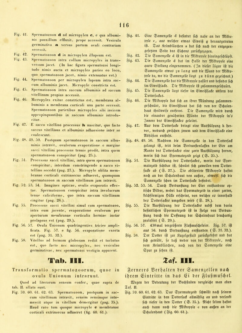 Fig;. 41. Spermatozoon d ad micropylen c, e qua albumi- nis pauxillum effluxit, prope accessit. Vesicula g-erminativa a versus partem ovuli contrariam secessit. Fig. 42. Spermatozoon d in micropylen illapsum est. big. 43. Spermatozoon intra collum micropyles in trans- versum jacet. (In hac figura spermatozoi longi- tudo nimis aucta et micropyles paries eo loco, quo spermatozoon jacet, nimis extenuatus est.) Fig. 44. Spermatozoon per micropylen lapsum intra sac- cum albuminis jacet. Micropyle constricta est. Fig. 45. Spermatozoon intra saccum albuminis ad saccum vitellinum propius accessit. Fig. 46. Micropyles exitus constrictus est, membrana al- buminis a membrana corticali una parte secessit. Spermatozoon parietibus micropyles sibi invicem appropinquantibus in saccum albuminis introdu- citur. big. 47. E sacco vitellino processus li nascitur, quo facto saccus vitelliiius et albuminis adhaesione inter se coalescunt. Fig. 48. 49. 50. Postquam spermatozoon in saccum albu- minis intravit, ovulorum evaporatione e margine sacci vitellini processus tenuis prodit, intra quem spermatozoon conspicitur (pag. 25.). Fig. 51. Processus sacci vitellini, intra quem spermatozoon conspicitur, interdum constringendo a sacco vi- tellino secedit (pag. 27.). Micropyle oblita mem- branae corticali extrinsecus adhaeret, quamquam spermatozoon in saccum vitellinum jam intravit. Fig. 52. 53. 54. Imagines opticae, ovulis evaporatis elfec- tae. Spermatozoon conspicitur intra involucrum tenue caliciforme, quo intra saccum vitellinum cingitur (pag. 28.). Fig. 55. Processus sacci vitellini simul cum spermatozoo, intra eum jacente, evaporatione ovulorum per aperturam membranae corticalis herniae instar prolapsus est (pag. 29.). Fig. 56. 57. Ovula Unionum quadringenties tricies ampli- ficata. Fig. 57. e fig. 56. evaporatione exorta est (pag. 31. 32.). Fig. 58. Vitellus ad formam globosam rediit et turbatus est, quo facto nec micropyles, nec vesiculae germinativae, nec spermatozoi vestigia apparent. Tab. 111. Transformatio spermatozoorum, quae in ovula Unionum intrarunt. Quod ad literarum sensum confer, quae supra de tab. II. allata sunt. Fig. 59. 60. 61. 62. 63. Spermatozoon, postquam in sac- cum vitellinum intravit, sensim sensimque intu- mescit atque in vitellum demergitur (pag. 35.). Haud raro tum quoque micropyle c membranae corticali extrinsecus adhaeret (fig. 60. 61.). Sig. 41. gtite (Samenjette d hefinbct jicfi natic an bcv Wifro* bbte c, aub »cld)cr etwas giweig g (>evau0getrctcn tji. 2)aS Äctmb(äsd)cn a (tat (i($ na($ bcr entgegen» gefegten ©cite bes gicfiens jurücfgc;togen. gig. 42. X)ie ©amenjefle d ift in bie 3)?tfrct5j)Ie Ijtneingefc^Iiibft. gig. 43. ®ie ©amcnjede d t)at tm •£)alfe ber 5Ktfrop|)te eine quere Stellung eingenommen. (3n biefer gigur ift bie ®amen5el(e etwas ju lang unb bie SBanb ber «ötifro» j)t)Ic ba, wo bie ©nmenselle liegt ju bitnn gejeidjnet.) gig. 44. 3)te ©amenjelle l)ot bie 5J?ifrot)|)le pafftrt unb befinbet ftc^ im ®iwciffacfe. I)ie 50?tfro|)9le ijl jufammengef(|nürt. gig. 45. Die ©amenäcKe liegt tiefer im Siwei^fade unfern beS DotterfatfeS. gig. 46. Die Wifroptile ^at fid) an i^rer 5)(ünbung jufammen» gef(|nürt, bie Giwei^paut pat fttf) »on ber ©i^alen» paut tpeilweife entfernt. Die ©amensclte wirb burdp bie einanber genäl)erten SEBanbe ber SWifropple in’S 3nnere beS @iwei§fades geleitet, gig. 47. 3tuS bem Dotterfade bringt eine Slusftülpung h Iter» Oor, wobunf) jwifcfien jenem unb bem (Siweipfade eine Slbpnfion entftept. gig. 48. 49. 50. 5?at^bem bie ©amenjelle in ben Dotterfad gelangt ift, tritt beim Ißerbunftenlaffen ber ®ier am 9ianbe beS DotterfadeS eine jarte SluSftülpung |»er»or, Worin fiep bas ©permatojoib jeigt (©. 25.). gig. 51. Die SluSftülpung beS DotterfadeS, worin bnS ©per» matojoib fid;tbar ift, fipnürt fiep juweilen öom Dotter» fade ab (©. 27.). Die obliterirte Sltifropplc paftet noep an ber ©cpalenpaut »on aupen, obwopl fiep bie ©amenjcHe fipon im Dotterfade befinbet. gig. 52. 53. 54. Dunp IBerbunftung ber Sier entflanbene op» tifipc Silber, wobei baS ©permatojo'ib in einer jarten, felipförmigen $ütle erfepeint, öon weleper eS innerpalb beS DotterfadeS umgeben wirb (®. 28.). gig. 55. Die SluSftüIpung beS DotterfadeS nebft bem barin befinbliepen ©permatojoib ift in golge »on Serbun» ftung burip bie Dejfnung ber ©epnlenpaut bruipartig prolabirt (©. 29.). gig. 56. 57. 430mal »ergrbperte glupmufepeleier. gig. 57. ift aus 56. burep SSerbunftung entjtanben (©.31.32.). gig. 58. Der Dotter ift jur Äugelgcftalt jurüdgeteprt unb pat fiep getrübt, fo bap Weber »on ber SKifropple, noep »om ÄeimbläSipen, no^» »on ber ©amenjelle eine ©pur }u fepen ift. Zaf. 111. gerneveö SSev^alten ber ®amenscneii naep iprem (Eintritte in baö ßi ber glupmufcpel. SBegen ber Sebeutung ber Suepftaben »ergleicpe man oben Daf. II. gig. 59. 60. 61. 62. 63. DaS ©permatojoib fipwidt nadp feinem Eintritte in ben Dotterfad allmäplig an unb »erfenft fiep tiefer in ben Dotter (©. 35.). 9ticpt feiten paftet aud; bann noip bie SWifroppIe c »on aupen an ber ©^alenpaut (gig. 60. 61.).