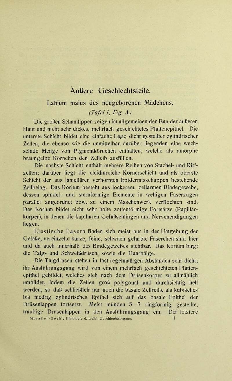 Außere Geschlechtsteile. Labium majus des neugeborenen Mädchens.! (Tafel 1, Fig. A.) Die großen Schamlippen zeigen im allgemeinen den Bau der äußeren Haut und nicht sehr dickes, mehrfach geschichtetes Plattenepithel. Die unterste Schicht bildet eine einfache Lage dicht gestellter zylindrischer Zellen, die ebenso wie die unmittelbar darüber liegenden eine wech- selnde Menge von Pigmentkörnchen enthalten, welche als amorphe braungelbe Körnchen den Zelleib ausfüllen. Die nächste Schicht enthält mehrere Reihen von Stachel- und Riff- zellen; darüber liegt die eleidinreiche Körnerschicht und als oberste Schicht der aus lamellären verhornten Epidermisschuppen bestehende Zellbelag. Das Korium besteht aus lockerem, zellarmen Bindegewebe, dessen spindel- und sternförmige Elemente in welligen Faserzügen parallel angeordnet bzw. zu einem Maschenwerk verflochten sind. Das Korium bildet nicht sehr hohe zottenförmige Fortsätze (Papillar- körper), in denen die kapillaren Gefäßschlingen und Nervenendigungen liegen. Elastische Fasern finden sich meist nur in der Umgebung der Gefäße, vereinzelte kurze, feine, schwach gefärbte Fäserchen sind hier und da auch innerhalb des Bindegewebes sichtbar. Das Korium birgt die Talg- und Schweißdrüsen, sowie die Haarbälge. Die Talgdrüsen stehen in fast regelmäßigen Abständen sehr dicht; ihr Ausführungsgang wird von einem mehrfach geschichteten Platten- epithel gebildet, welches sich nach dem Drüsenkörper zu allmählich umbildet, indem die Zellen groß polygonal und durchsichtig hell werden, so daß schließlich nur noch die basale Zellreihe als kubisches bis niedrig zylindrisches Epithel sich auf das basale Epithel der Drüsenlappen fortsetzt. Meist münden 5—7 ringförmig gestellte, traubige Drüsenlappen in den Ausführungsgang ein. Der letztere