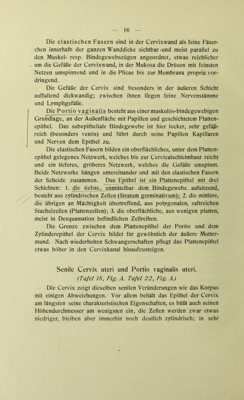 Die elastischen Fasern sind in der Cervixwand als feine Fäser- chen innerhalb der ganzen Wanddicke sichtbar mnd meist parallel zu den Muskel- resp. Bindegewebszügen angeordnet, etwas reichlicher um die Gefäße der Cervixwand, in der Mukosa die Drüsen mit feinsten Netzen umspinnend und in die Plicae bis zur Membrana propria vor- dringend. Die Gefäße der Cervix sind besonders in der äußeren Schicht auffallend dickwandig; zwischen ihnen liegen feine Nervenstämme und Lymphgefäße. Die Portio vaginalis besteht aus einer muskulös-bindegewebigen Grundlage, an der Außenfläche mit Papillen und geschichtetem Platten- epithel. Das subepitheliale Bindegewebe ist hier locker, sehr gefäß- reich (besonders venös) und führt durch seine Papillen Kapillaren und Nerven dem Epithel zu. Die elastischen Fasern bilden ein oberflächliches, unter dem Platten- epithel gelegenes Netzwerk, welches bis zur Cervicalschleimhaut reicht und ein tieferes, gröberes Netzwerk, welches die Gefäße umspinnt. Beide Netzwerke hängen untereinander und mit den elastischen Fasern der Scheide zusammen. Das Epithel ist ein Plattenepithel mit drei Schichten: 1. die^ tiefste, unmittelbar dem Bindegewebe aufsitzend, besteht aus zylindrischen Zellen (Stratum germinativum); 2. die mittlere, die übrigen an Mächtigkeit übertreffend, aus polygonalen, saftreichen Stachelzellen (Plattenzellen); 3. die oberflächliche, aus wenigen platten, meist in Desquamation befindlichen Zellreihen. Die Grenze zwischen dem Plattenepithel der Portio und dem Zylinderepithel der Cervix bildet für gewöhnlich der äußere Mutter- mund. Nach wiederholten Schwangerschaften pflegt das Plattenepithel etwas höher in den Cervixkanal hinaufzusteigen. Senile Cervix uteri und Portio vaginalis uteri. (Tafel 18, Fig. A. Tafel 22, Fig. A.) Die Cervix zeigt dieselben senilen Veränderungen wie das Korpus mit einigen Abweichungen. Vor allem behält das Epithel der Cervix am längsten seine charakteristischen Eigenschaften, es büßt auch seinen Höhendurchmesser am wenigsten ein, die Zellen werden zwar etwas niedriger, bleiben aber immerhin noch deutlich zylindrisch; in sehr
