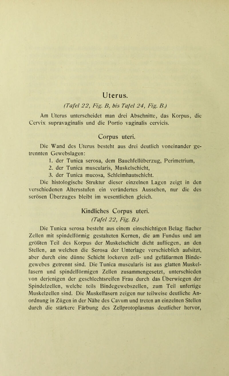 Uterus. (Tafel 22, Fig. B, bis Tafel 24, Big. B.) Am Uterus unterscheidet man drei Abschnitte, das Korpus, die Cervix supravaginalis und die Portio vaginalis cervicis. Corpus uteri. Die Wand des Uterus besteht aus drei deutlich voneinander ge- trennten Gewebslagen: 1. der Tunica serosa, dem Bauchfellüberzug, Perimetrium, 2. der Tunica muscularis, Muskelschicht, 3. der Tunica mucosa, Schleimhautschicht. Die histologische Struktur dieser einzelnen Lagen zeigt in den verschiedenen Altersstufen ein verändertes Aussehen, nur die des serösen Überzuges bleibt im wesentlichen gleich. Kindliches Corpus uteri. (Tafel 22, Fig B.) Die Tunica serosa besteht aus einem einschichtigen Belag flacher Zellen mit spindelförmig gestalteten Kernen, die am Fundus und am größten Teil des Korpus der Muskelschicht dicht aufliegen, an den Stellen, an welchen die Serosa der Unterlage verschieblich aufsitzt, aber durch eine dünne Schicht lockeren zell- und gefäßarmen Binde- gewebes getrennt sind. Die Tunica muscularis ist aus glatten Muskel- fasern und spindelförmigen Zellen zusammengesetzt, unterschieden von derjenigen der geschlechtsreifen Frau durch das Überwiegen der Spindelzellen, welche teils Bindegewebszellen, zum Teil unfertige Muskelzellen sind. Die Muskelfasern zeigen nur teilweise deutliche An- ordnung in Zügen in der Nähe des Cavum und treten an einzelnen Stellen durch die stärkere Färbung des Zellprotoplasmas deutlicher hervor,