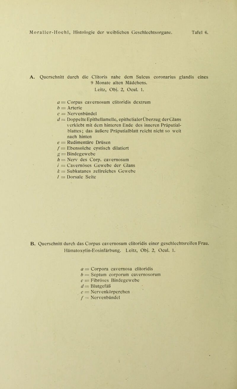 A. Querschnitt durch die Clitoris nahe dem Sulcus coronarius glandis eines 9 Monate alten Mädchens. Leitz, Obj. 2, Ocul. 1. a— Corpus cavernosuni clitoridis dextrum b = Arterie c — Nervenbündel d = Doppelte Epithellamelle, epithelialerüberzug derGlans verklebt mit dem hinteren Ende des inneren Präputial- blattes; das äußere Präputialblatt reicht nicht so weit nach hinten e = Rudimentäre Drüsen f— Ebensolche cystisch dilatiert g = Bindegewebe h — Nerv des Corp. cavernosum / = Cavernöses Gewebe der Glans />■= Subkutanes zellreiches Gewebe / = Dorsale Seite B. Querschnitt durch das Corpus cavernosum clitoridis einer geschlechtsreifen Frau. Hämatoxylin-Eosinfärbung. Leitz, Obj. 2, Ocul. 1. a = Corpora cavernosa clitoridis b = Septum corporum cavernosorum c = Fibröses Bindegewebe d— Blutgefäß e = Nervenkörperchen /' — Nervenbündel