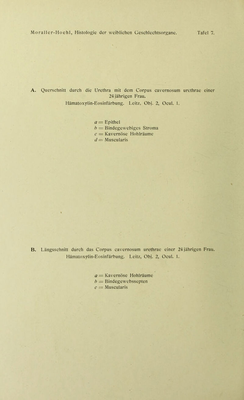 A. Querschnitt durch die Urethra mit dem Corpus cavernosum urethrae einer 24 jährigen Frau. Hämatoxylin-Eosinfärbung. Leitz, Obj. 2, Ocul. 1. a = Epithel b = Bindegewebiges Stroma c = Kavernöse Hohlräume d— Muscularis B. Längsschnitt durch das Corpus cavernosum urethrae einer 24jährigen Frau. Hämatoxvlin-Eosinfärbung. Leitz, Obj. 2, Ocul. 1. a = Kavernöse Hohlräume b = Bindegewebssepten c — Muscularis