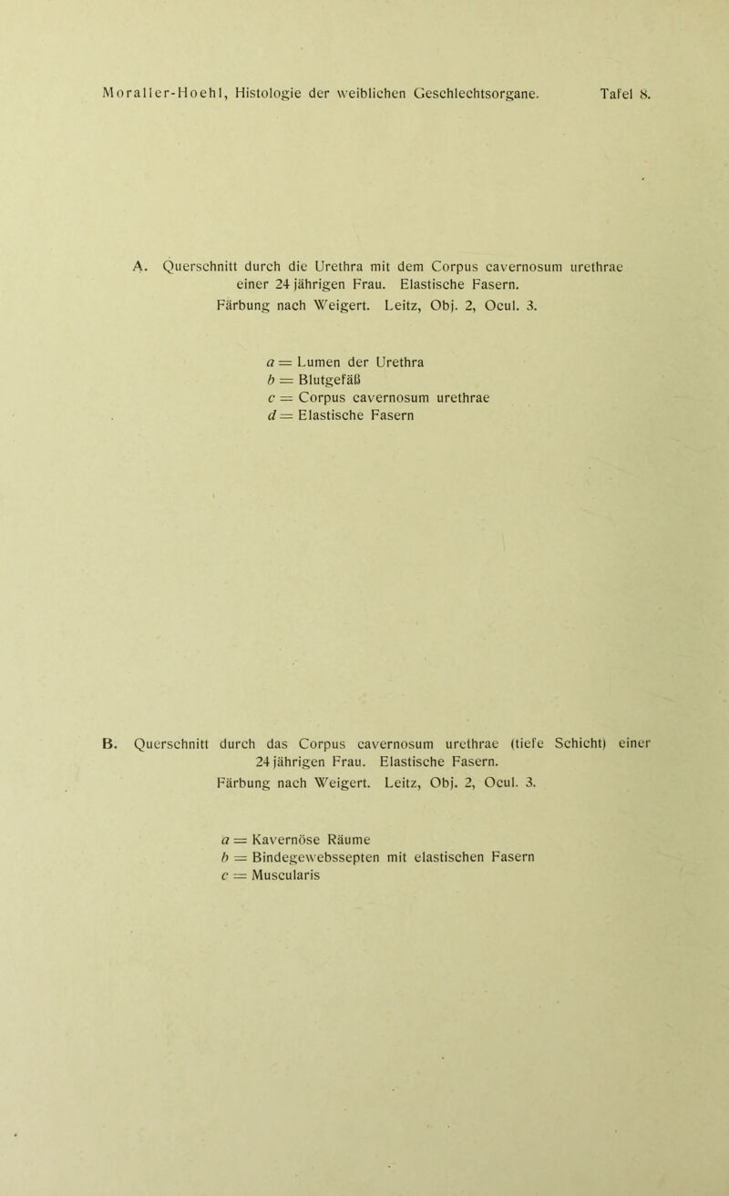 A. Querschnitt durch die Urethra mit dem Corpus cavernosum urethrae einer 24 jährigen Frau. Elastische Fasern. Färbung nach Weigert. Leitz, Obj. 2, Ocul. 3. a = Lumen der Urethra b = Blutgefäß c — Corpus cavernosum urethrae d= Elastische Fasern B. Querschnitt durch das Corpus cavernosum urethrae (tiefe Schicht) einer 24 jährigen Frau. Elastische Fasern. Färbung nach Weigert. Leitz, Obj. 2, Ocul. 3. a = Kavernöse Räume b = Bindegewebssepten mit elastischen Fasern c = Muscularis