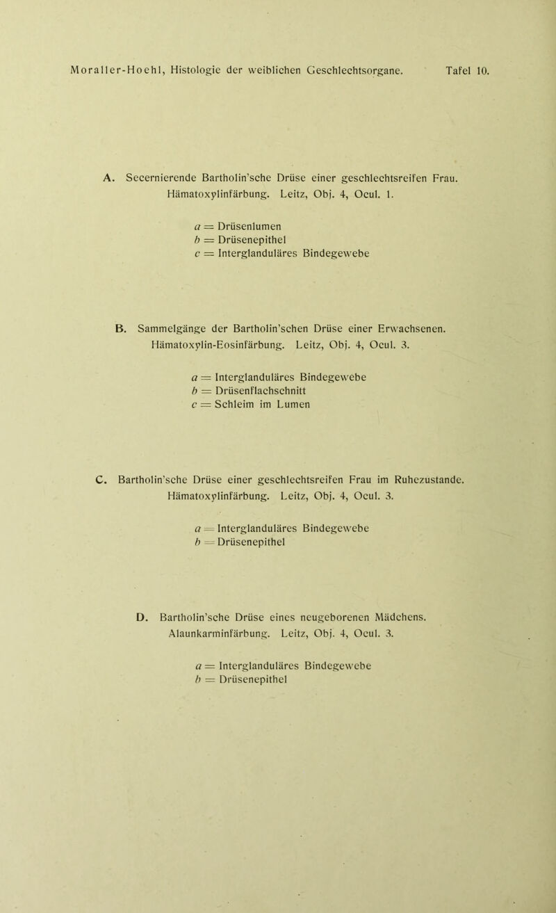 A. Secernierende Bartholin’sche Drüse einer geschlechtsreifen Frau. Hämatoxylinfärbung. Leitz, Obj. 4, Ocul. 1. a = Drüsenlumen b = Drüsenepithel c = Interglanduläres Bindegewebe B. Sammelgänge der Bartholin’sehen Drüse einer Erwachsenen. Hämatoxplin-Eosinfärbung. Leitz, Obj. 4, Ocul. 3. a = Interglanduläres Bindegewebe b = Drüsenflachschnitt c — Schleim im Lumen C. Bartholin’sche Drüse einer geschlechtsreifen Frau im Ruhezustände. Hämatoxplinfärbung. Leitz, Obj. 4, Ocul. 3. a Interglanduläres Bindegewebe b — Drüsenepithel D. Bartholin’sche Drüse eines neugeborenen Mädchens. Alaunkarminfärbung. Leitz, Obj. 4, Ocul. 3. a= Interglanduläres Bindegewebe b = Drüsenepithel