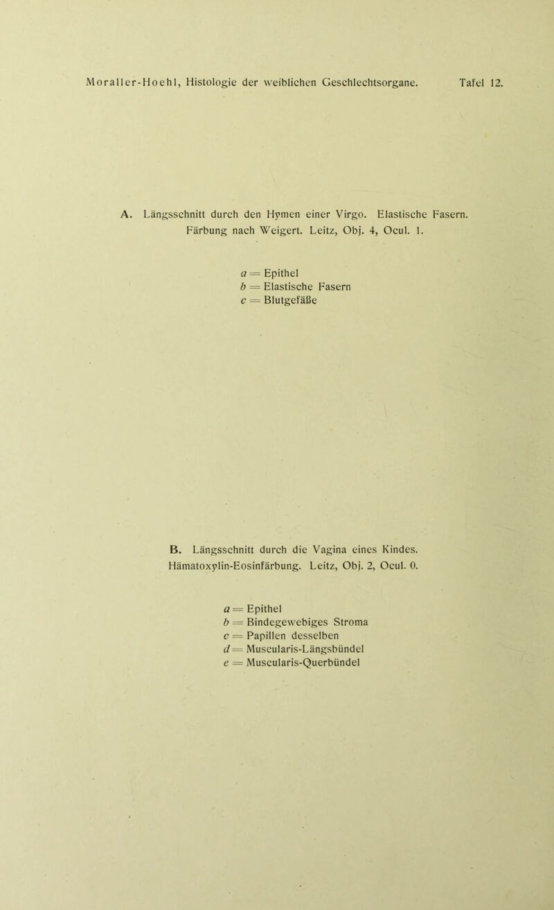 A. Längsschnitt durch den Hymen einer Virgo. Elastische Fasern. Färbung nach Weigert. Leitz, Obj. 4, Ocul. 1. a — Epithel b = Elastische Fasern c — Blutgefäße B. Längsschnitt durch die Vagina eines Kindes. Hämatoxylin-Eosinfärbung. Leitz, Obj. 2, Ocul. 0. a = Epithel b — Bindegewebiges Stroma c — Papillen desselben d= Muscularis-Längsbündel e = Muscularis-Querbündel