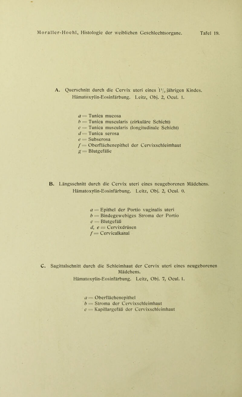 A. Querschnitt durch die Cervix Uteri eines ll/2 jährigen Kindes. Hämatoxylin-Eosinfärbung. Leitz, Obj. 2, Ocul. 1. a— Tunica mucosa b = Tunica museularis (zirkuläre Schicht) c — Tunica museularis (longitudinale Schicht) d = Tunica serosa e = Subserosa /= Oberflächenepithel der Cervixschleimhaut g = Blutgefäße B. Längsschnitt durch die Cervix Uteri eines neugeborenen Mädchens. Hämatoxylin-Eosinfärbung. Leitz, Obj. 2, Ocul. 0. a= Epithel der Portio vaginalis Uteri b = Bindegewebiges Stroma der Portio c —-Blutgefäß d, e = Cervixdrüsen f — Cervicalkanal C. Sagittalschnitt durch die Schleimhaut der Cervix uteri eines neugeborenen Mädchens. Hämatoxylin-Eosinfärbung. Leitz, Obj. 7, Ocul. 1. a = Oberflächenepithel b = Stroma der Cervixschleimhaut c = Kapillargefäß der Cervixschleimhaut