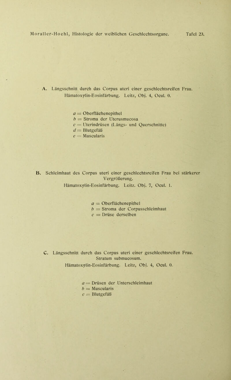 A. Längsschnitt durch das Corpus Uteri einer geschlechtsreifen Frau. Hämatoxylin-Eosinfärbung. Leitz, Obj. 4, Ocul. 0. a — Oberflächenepithel b = Stroma der Uterusmucosa c = Uterindrüsen (Längs- und Querschnitte) ii= Blutgefäß e = Muscularis B. Schleimhaut des Corpus uteri einer geschlechtsreifen Frau bei stärkerer Vergrößerung. Hämatoxylin-Eosinfärbung. Leitz. Obj. 7, Ocul. 1. a — Oberflächenepithel b = Stroma der Corpusschleimhaut c = Drüse derselben C. Längsschnitt durch das Corpus uteri einer geschlechtsreifen Frau. Stratum submucosum. Hämatoxylin-Eosinfärbung. Leitz, Obj. 4, Ocul. 0. a = Drüsen der Unterschleimhaut b — Muscularis