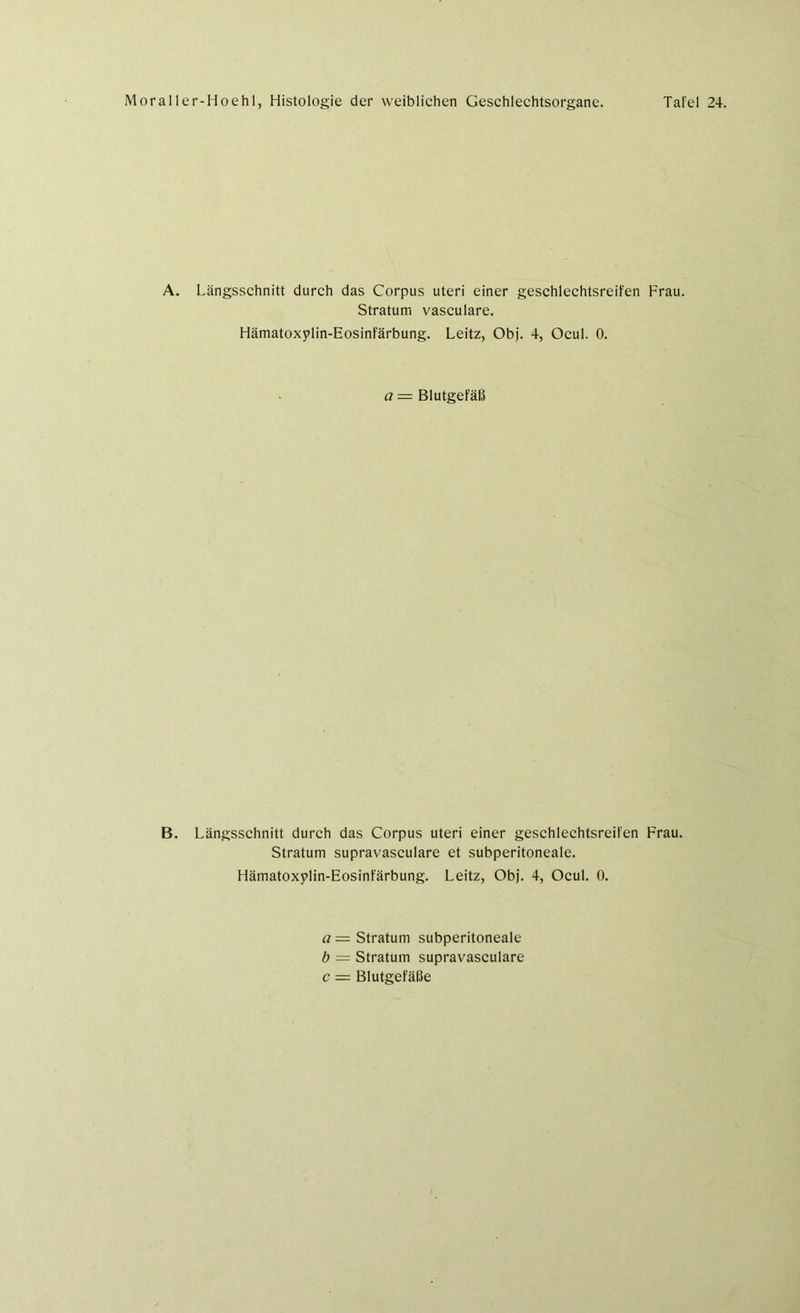 A. Längsschnitt durch das Corpus uteri einer geschlechtsreifen Frau. Stratum vasculare. Hämatoxylin-Eosinfärbung. Leitz, Obj. 4, Ocul. 0. a = Blutgefäß B. Längsschnitt durch das Corpus uteri einer geschlechtsreifen Frau. Stratum supravasculare et subperitoneale. Hämatoxylin-Eosinfärbung. Leitz, Obj. 4, Ocul. 0. a = Stratum subperitoneale b = Stratum supravasculare c = Blutgefäße