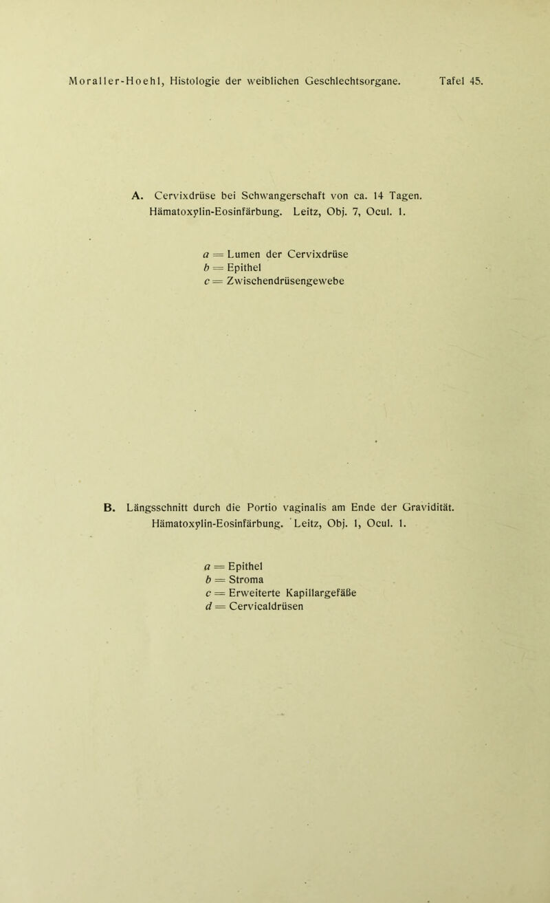 A. Cervixdrüse bei Schwangerschaft von ca. 14 Tagen. Hämatoxplin-Eosinfärbung. Leitz, Obj. 7, Ocul. 1. a — Lumen der Cervixdrüse b = Epithel c— Zwischendrüsengewebe B. Längsschnitt durch die Portio vaginalis ani Ende der Gravidität. Hämatoxylin-Eosinfärbung. Leitz, Obj. 1, Ocul. 1. a = Epithel b = Stroma c = Erweiterte Kapillargefäße d — Cervicaldrüsen