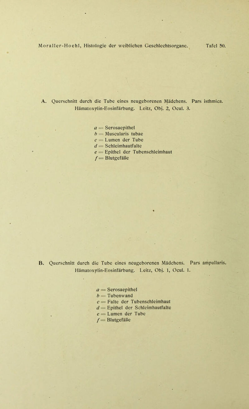 A. Querschnitt durch die Tube eines neugeborenen Mädchens. Pars isthmica. Hämatoxylin-Eosinfärbung. Leitz, Obj. 2, Ocul. 3. a = Serosaepithel b = Muscularis tubae c — Lumen der Tube d = Schleimhautfalte e = Epithel der Tubenschleimhaut f= Blutgefäße B. Querschnitt durch die Tube eines neugeborenen Mädchens. Pars ampullaris. Hämatoxylin-Eosinfärbung. Leitz, Obj. 1, Ocul. 1. a = Serosaepithel b = Tubenwand c = Falte der Tubenschleimhaut d = Epithel der Schleimhautfalte e = Lumen der Tube f = Blutgefäße