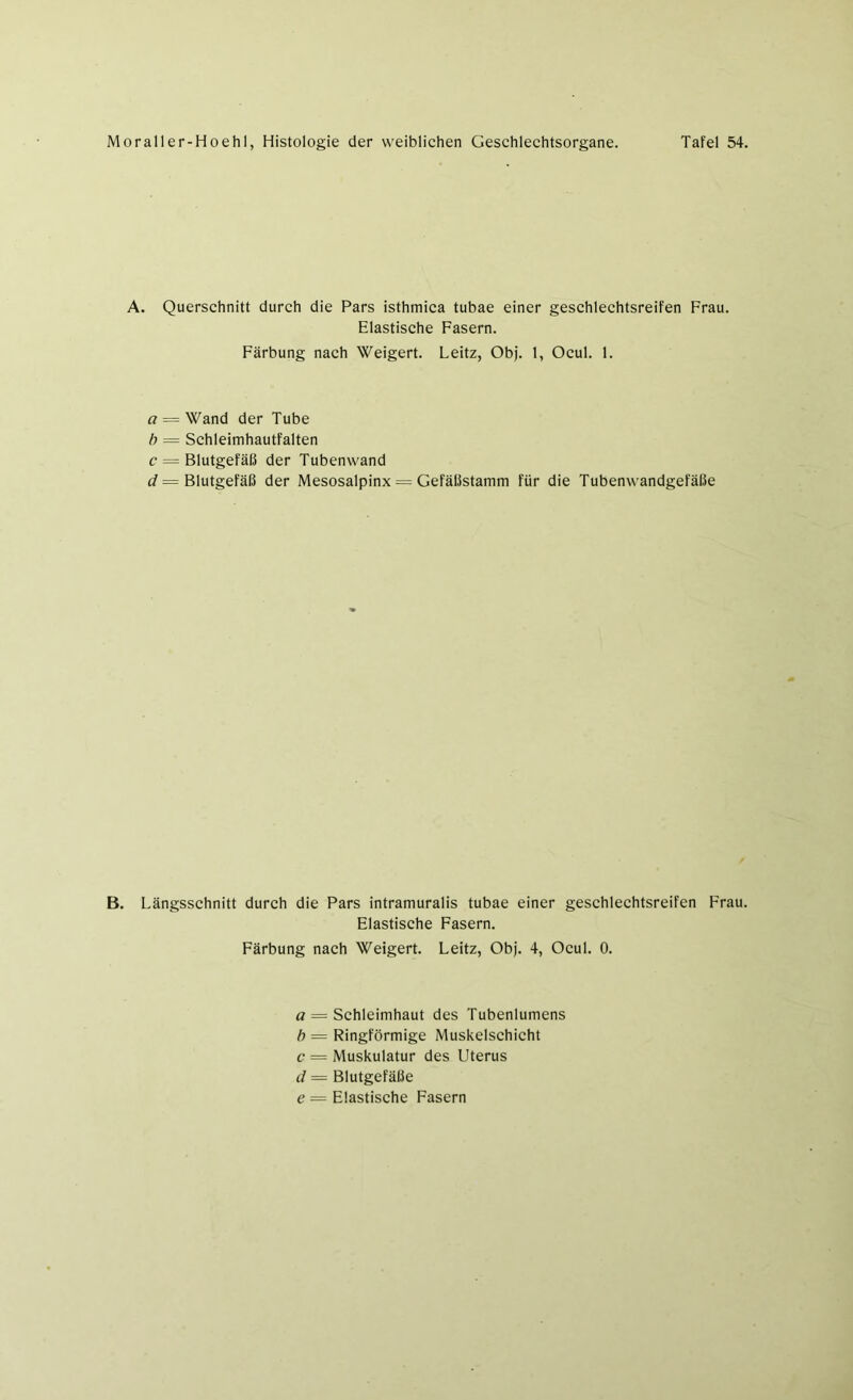 A. Querschnitt durch die Pars isthmica tubae einer geschlechtsreifen Frau. Elastische Fasern. Färbung nach Weigert. Leitz, Obj. 1, Ocul. 1. a = Wand der Tube b — Schleimhautfalten c — Blutgefäß der Tubenwand d = Blutgefäß der Mesosalpinx = Gefäßstamm für die Tubenwandgefäße B. Längsschnitt durch die Pars intramuralis tubae einer geschlechtsreifen Frau. Elastische Fasern. Färbung nach Weigert. Leitz, Obj. 4, Ocul. 0. a = Schleimhaut des Tubenlumens b = Ringförmige Muskelschicht c = Muskulatur des Uterus d = Blutgefäße e — Elastische Fasern